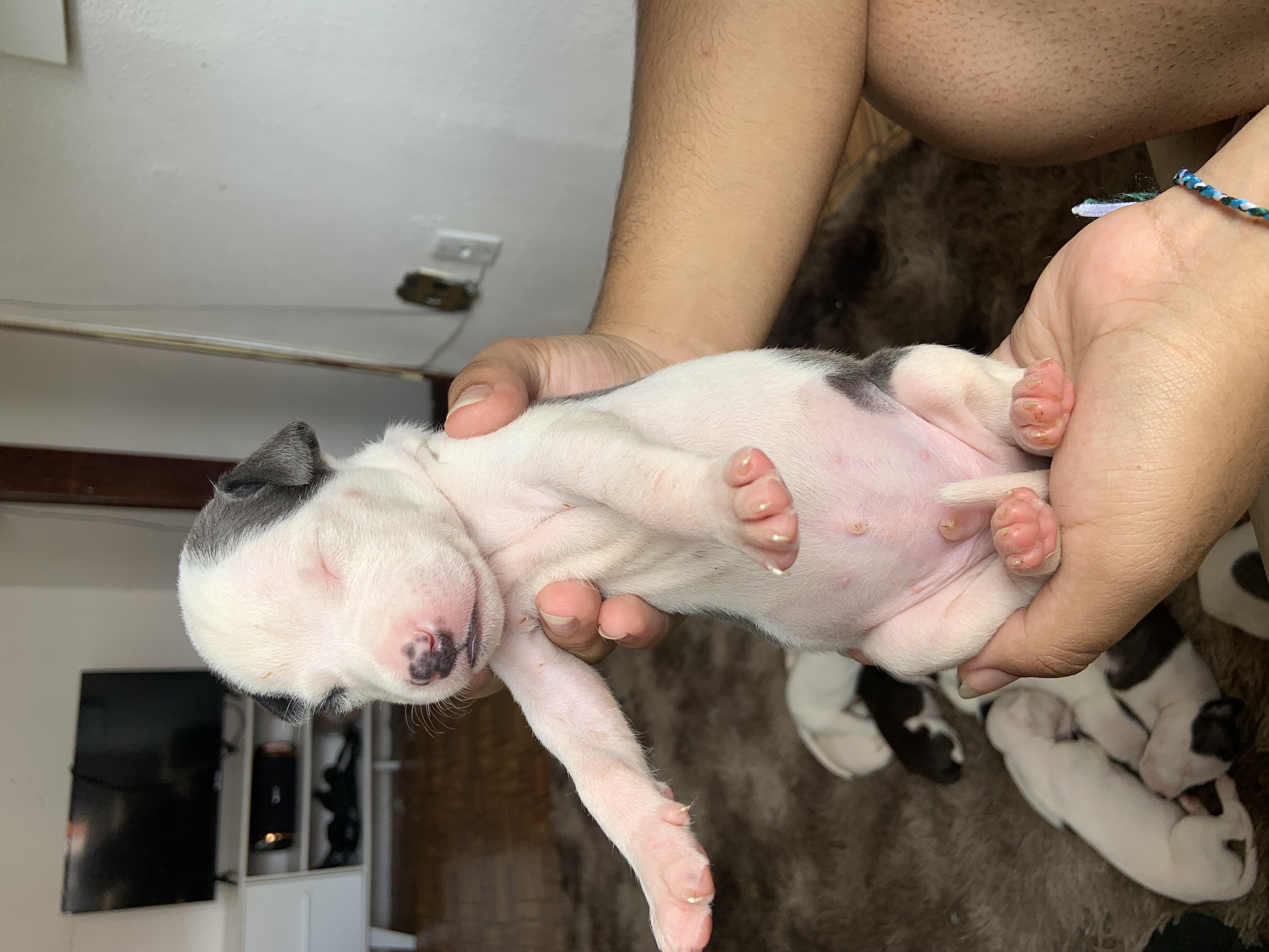 Vendo pitbull - Foto 3