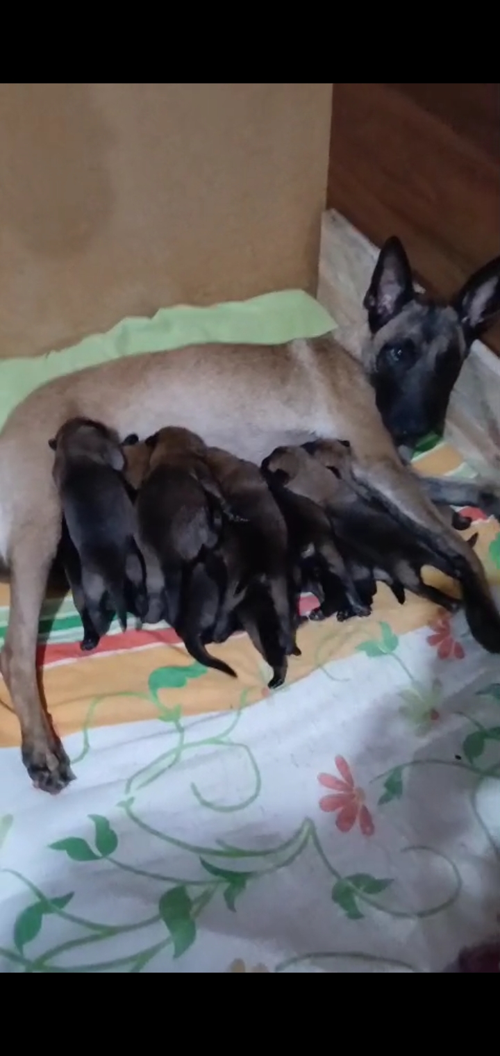 Pastor Belga Malinois - Foto 1