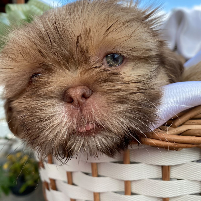 Lindos Filhotes de ShihTzu - Foto 1