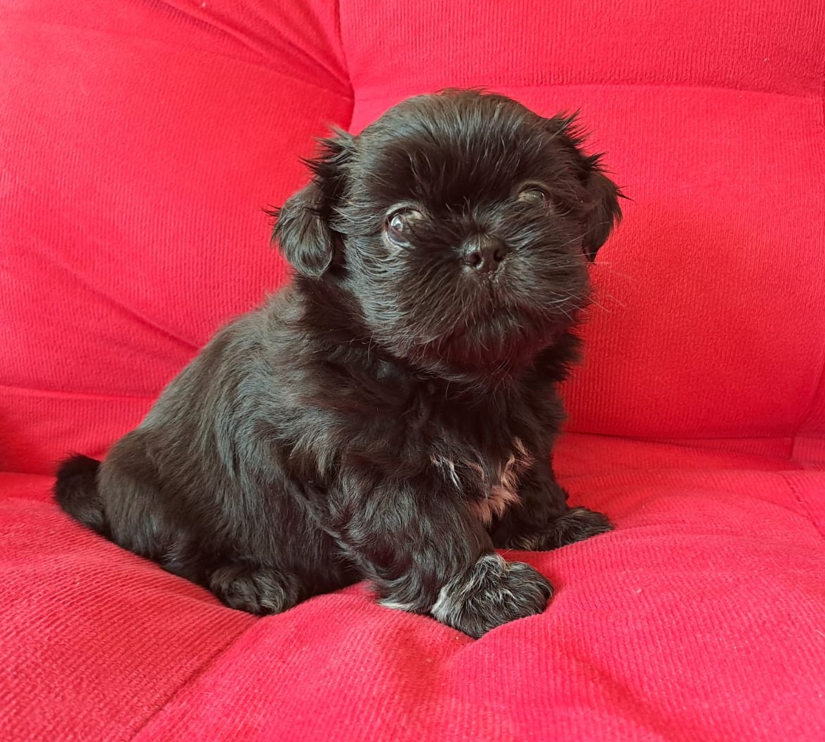 Shih Tzu - Foto 3