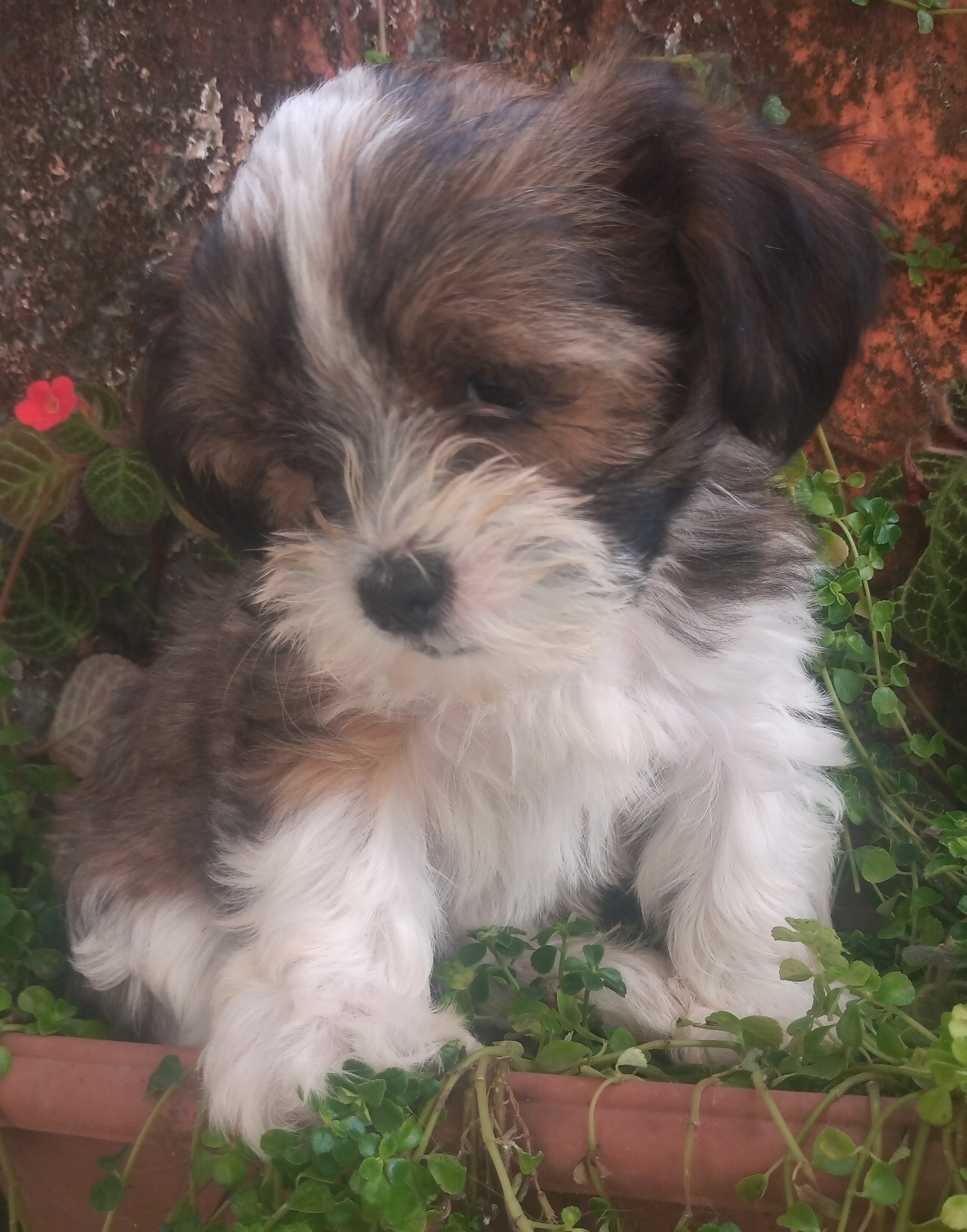 Lindo filhote 😍 - Foto 2