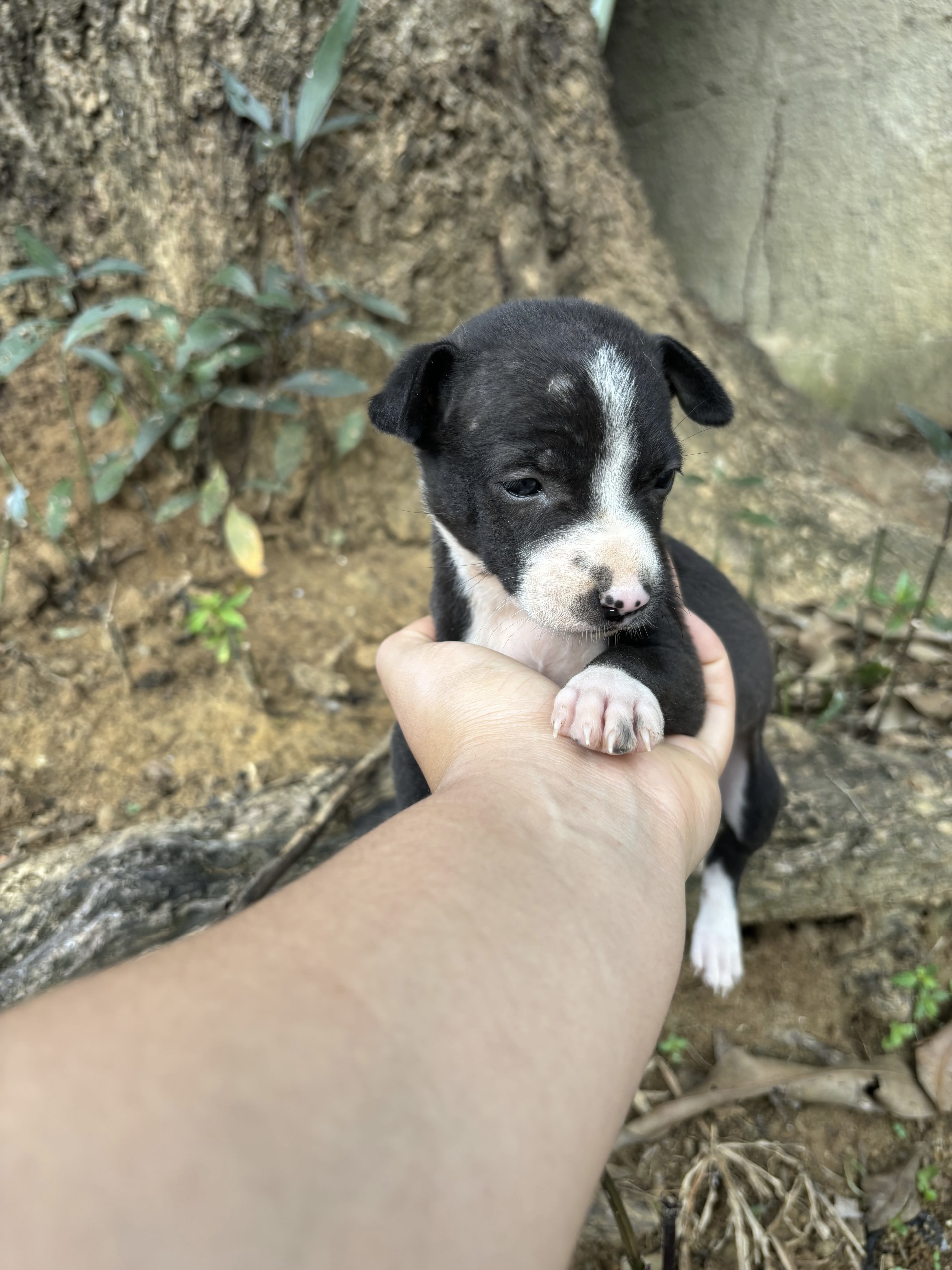ADOÇÃO RESPONSÁVEL  - Foto 2