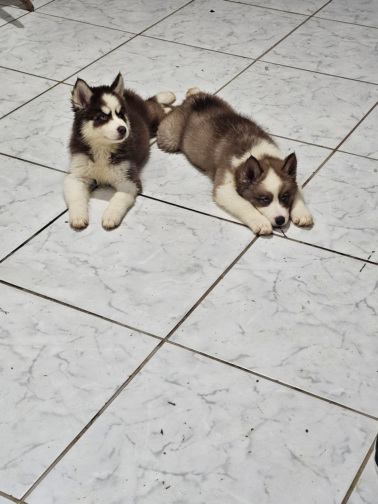 Husky Siberiano - Foto 1