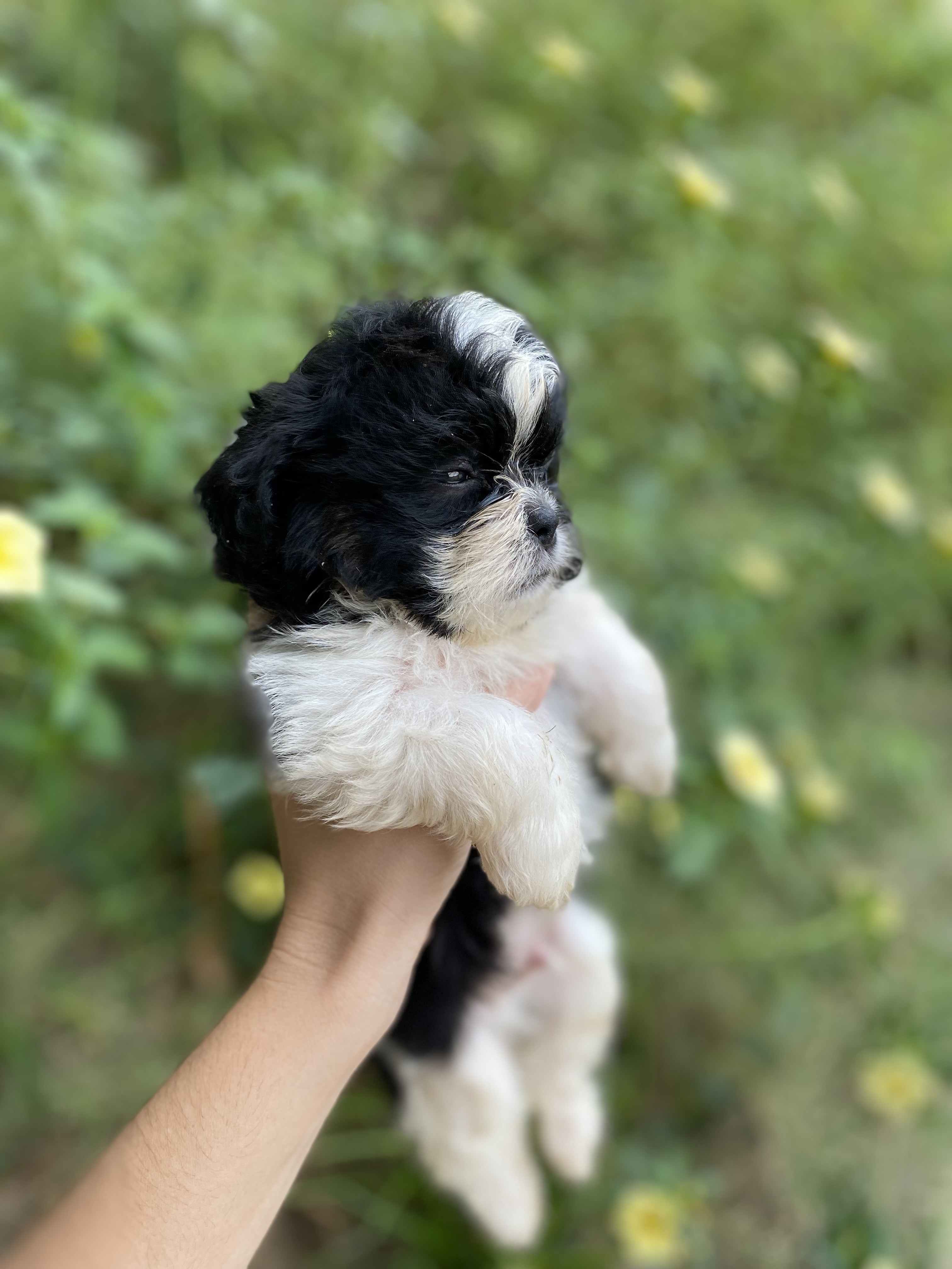 Shih tzu machinho  - Foto 2