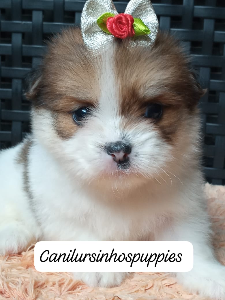lhasa apso garanta hoje seu bebe #canilursinhospuppies  - Foto 5