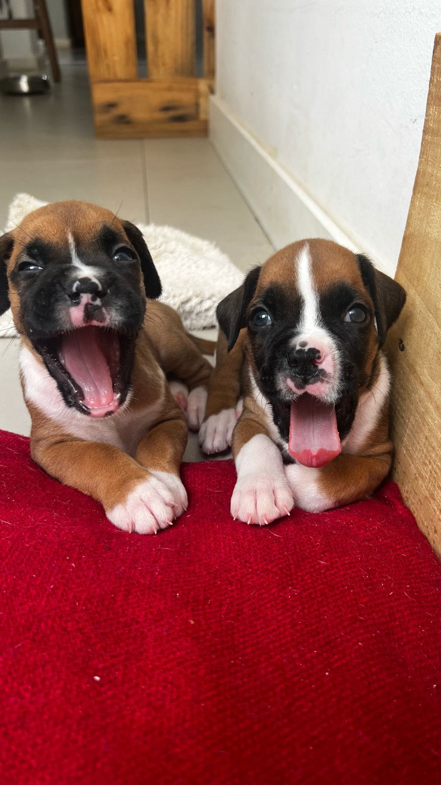 Filhotes de Boxer - Foto 1