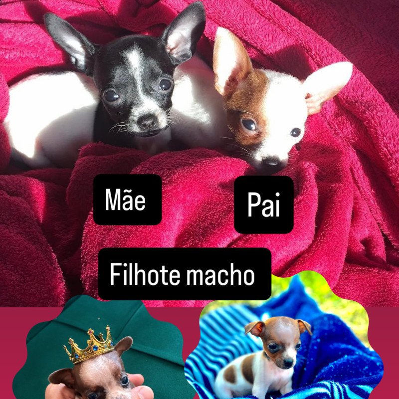 Lindo filhote de Pinscher zero - Foto 4