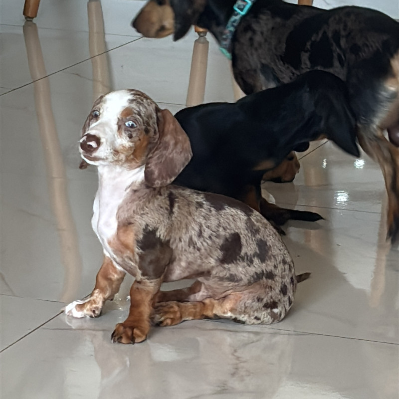 Vendo filhotes de Teckel (Arlequim e preto com canela) - Foto 2