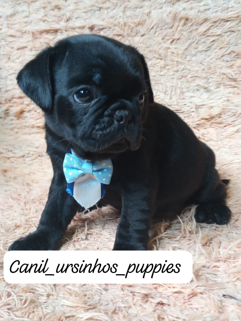 Pug - Foto 2