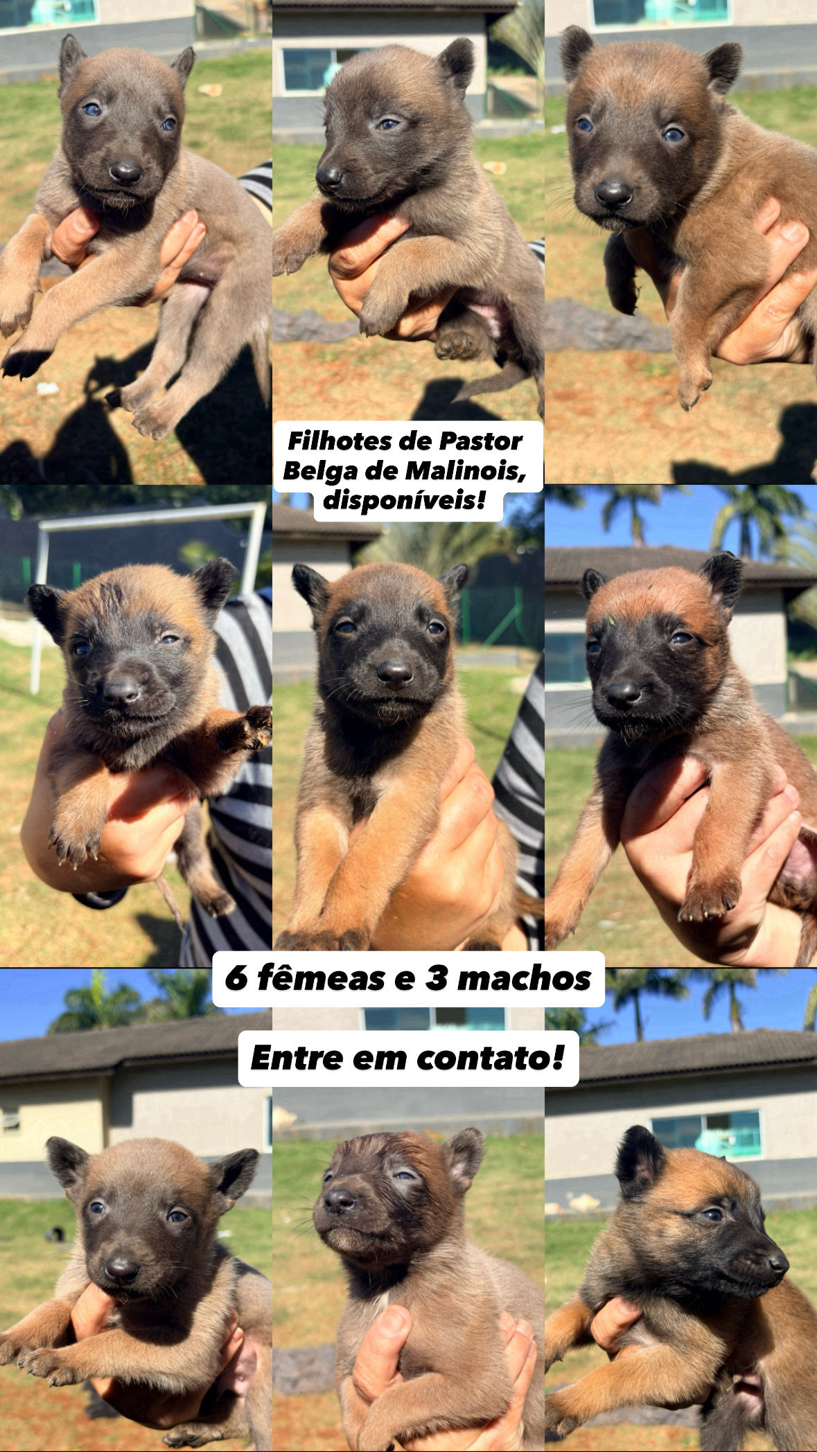 Filhotes Pastor Belga Malinois  - Foto 1
