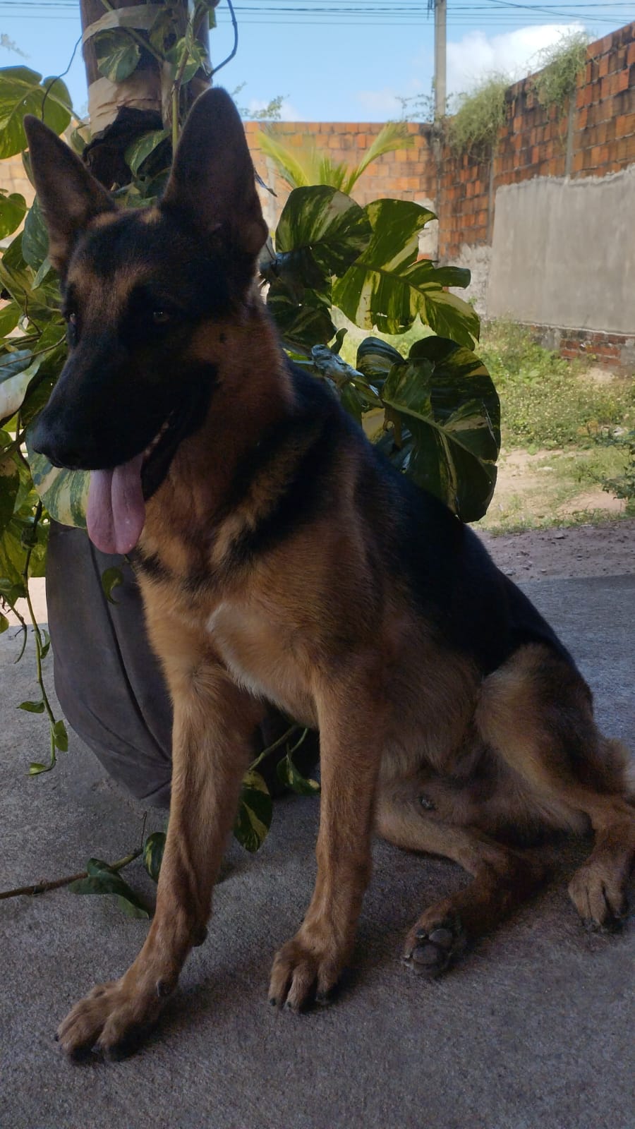 Pastor Alemão - Foto 3