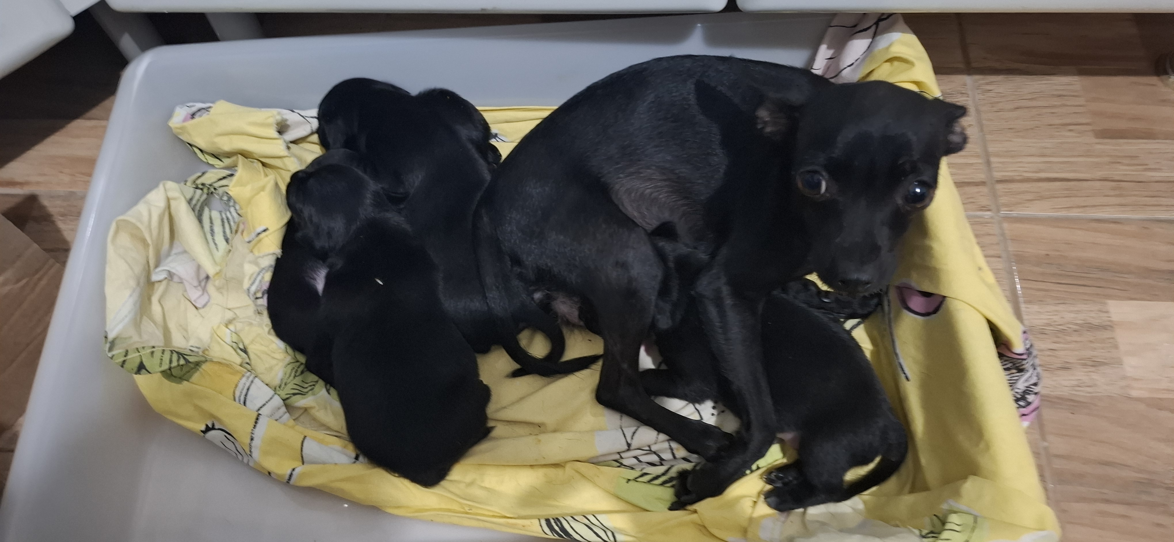 Cão  - Foto 1