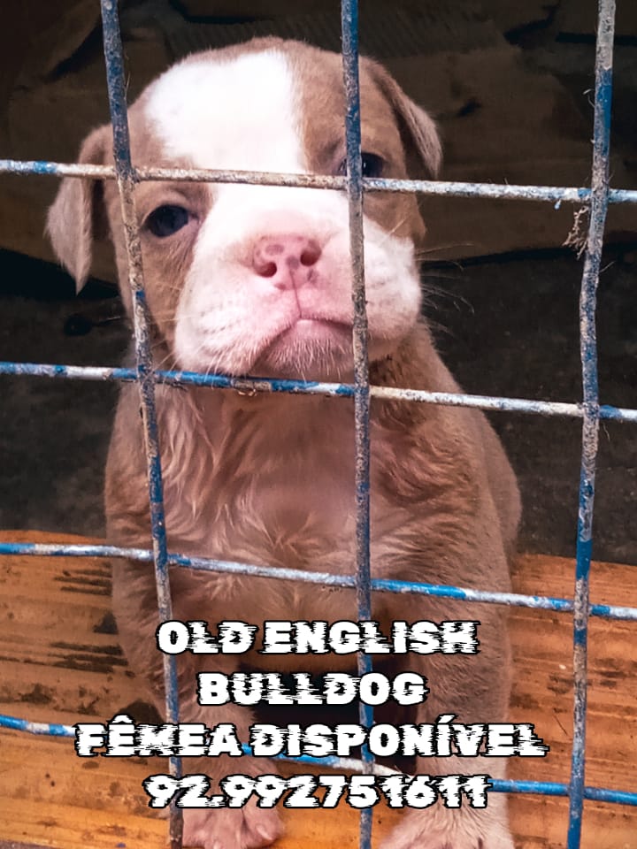 Old english Bulldog temos filhotes disponíveis  - Foto 2