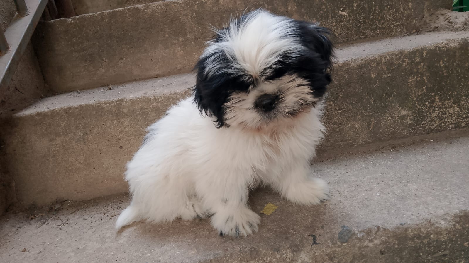 Shih Tzu Puro - Foto 1