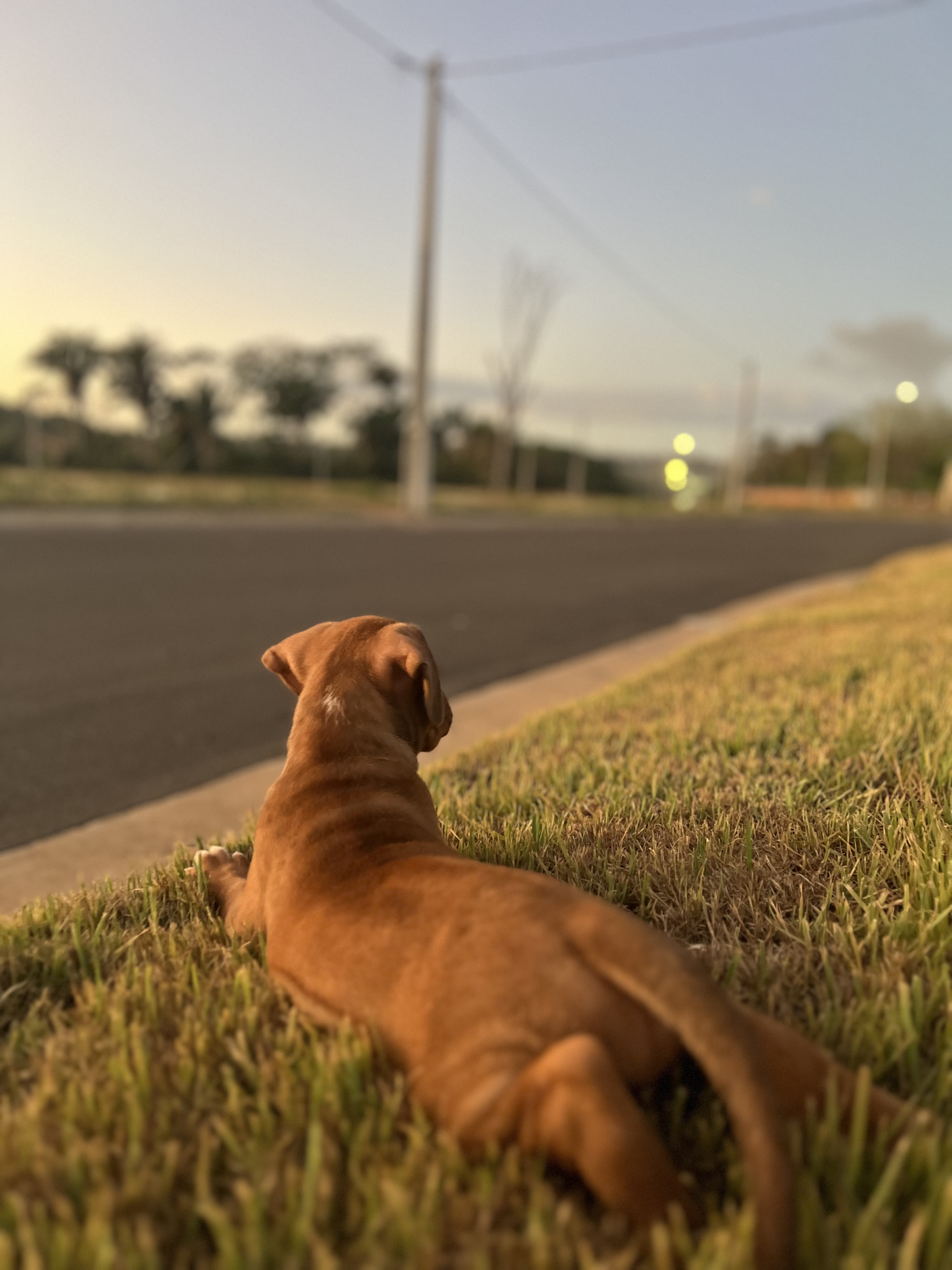 Vendo pitbull/monster  - Foto 5