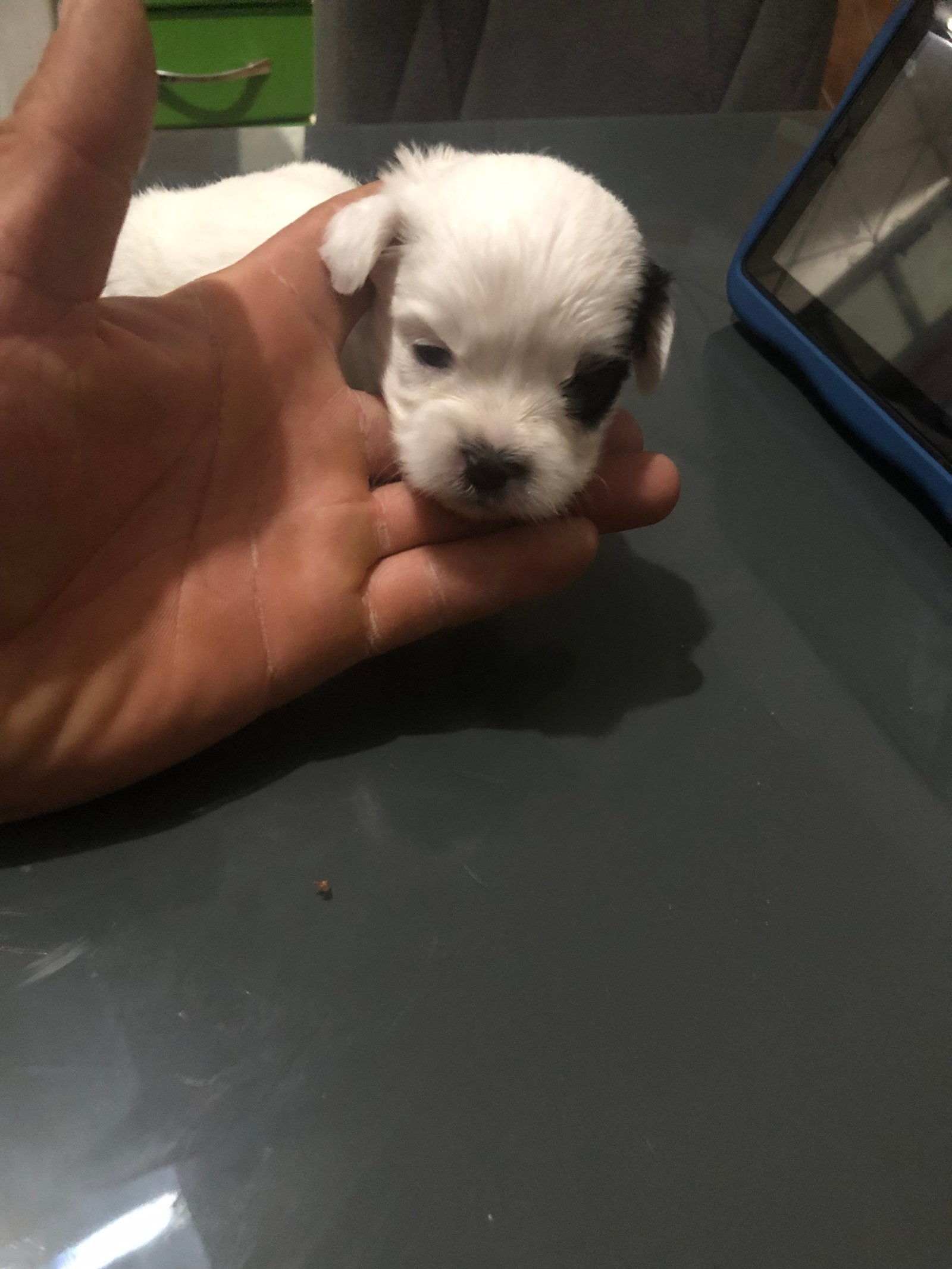 Vendo Lhasa apso - Foto 1
