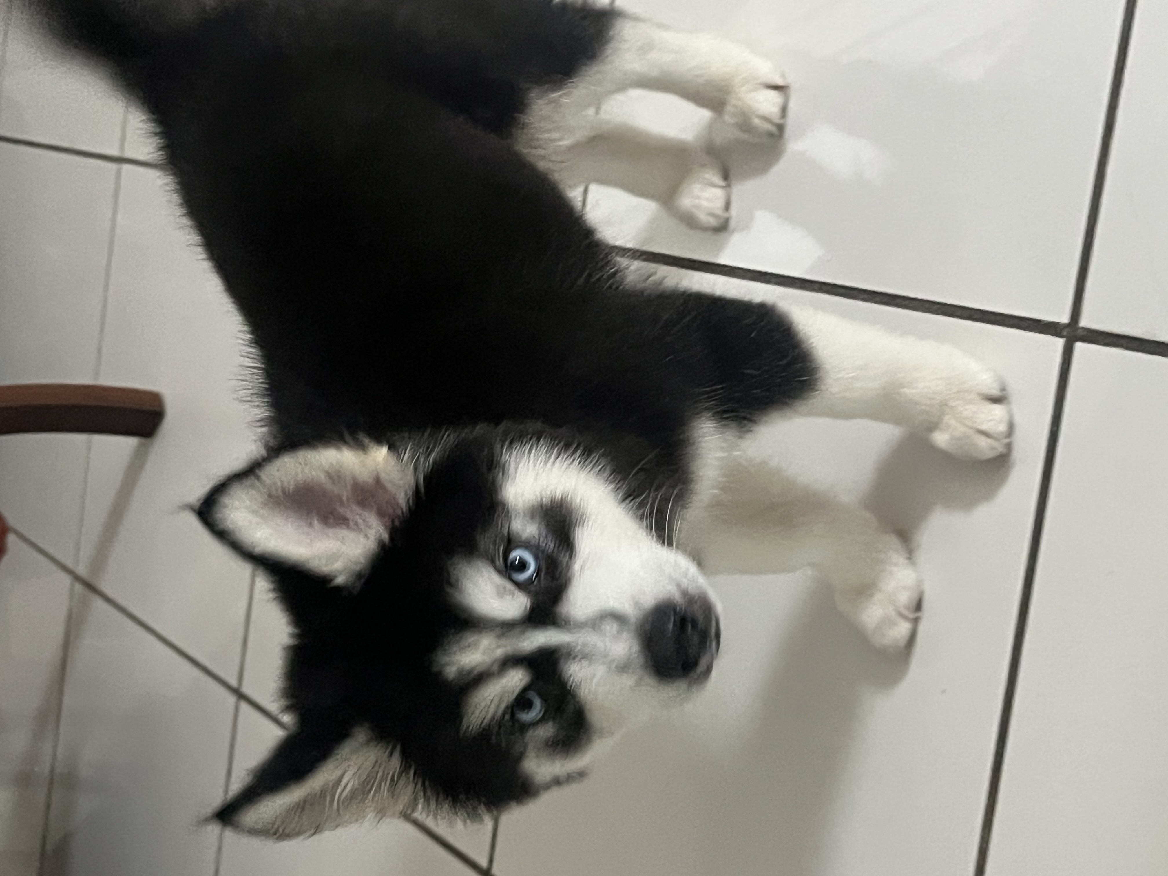 Husky Siberiano - Foto 1