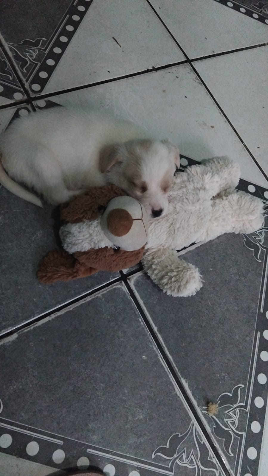 Vendo cão filhote 2 meses porte grande  - Foto 2