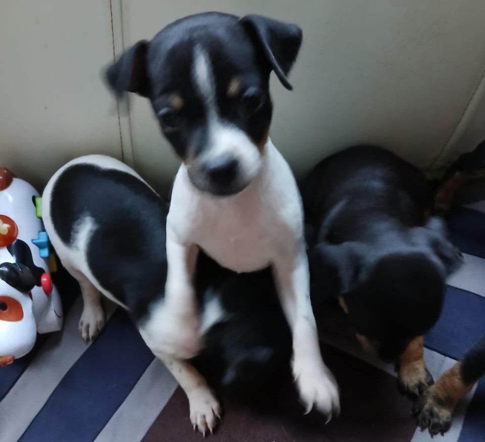 Vendo Cachorro Pinscher  - Foto 4