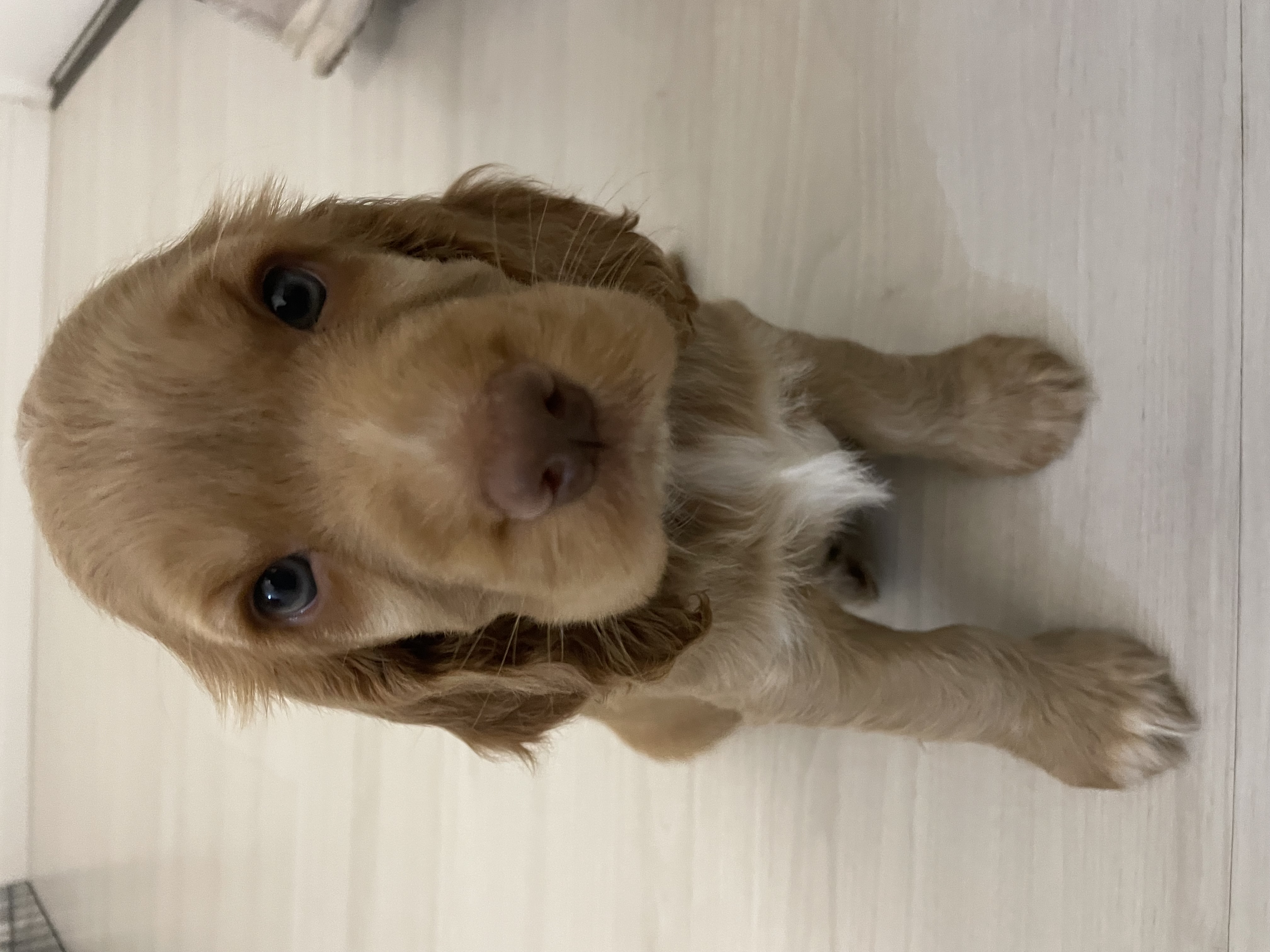 Cocker spaniel - macho - Foto 1
