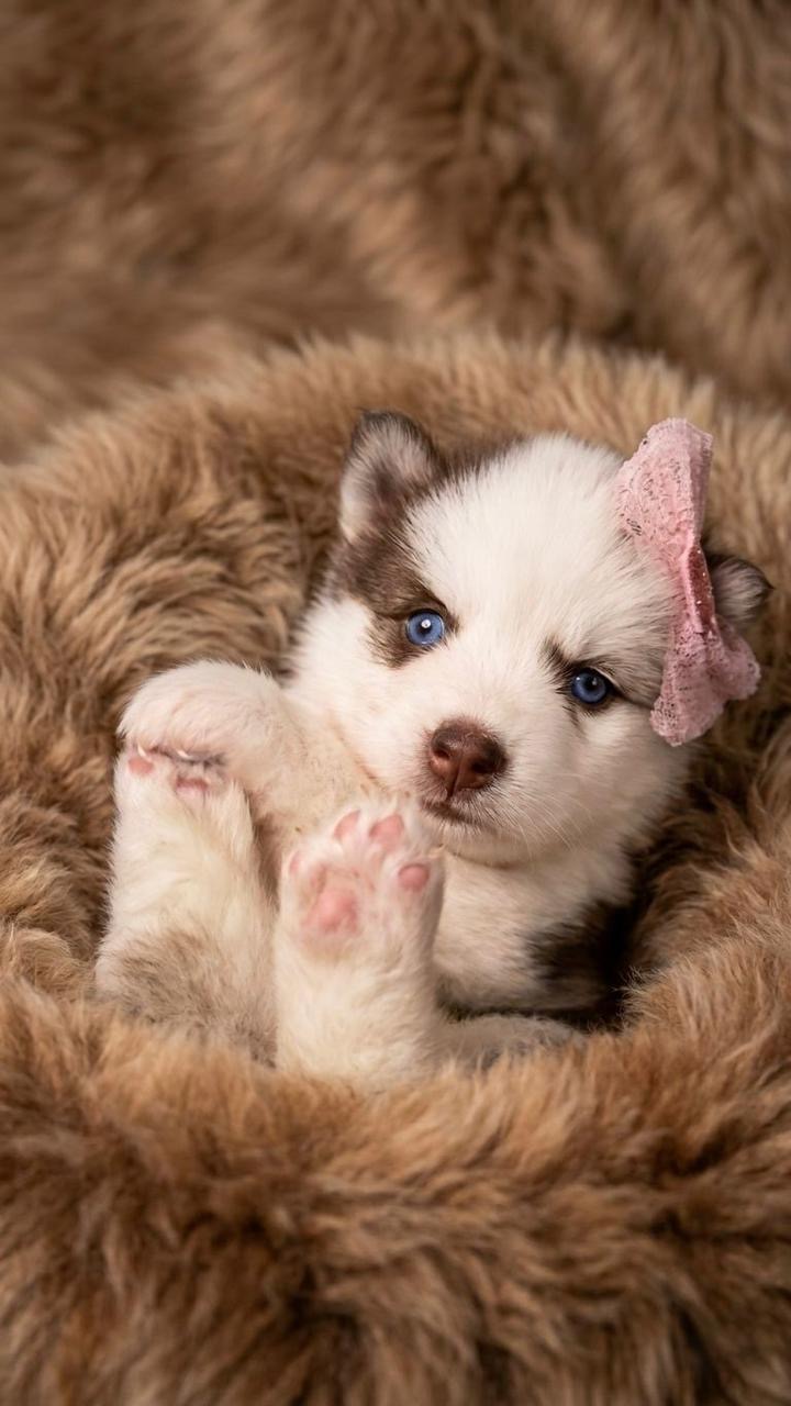 Filhote Husky Siberiano  - Foto 1