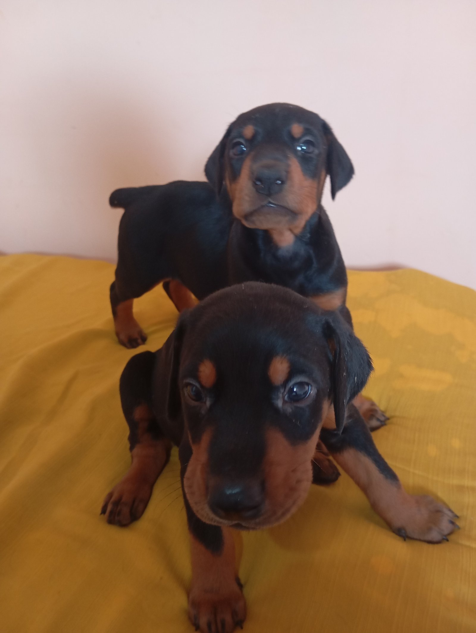Filhotes Doberman  - Foto 2