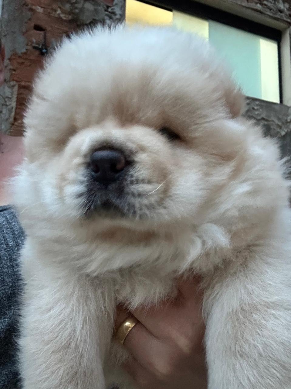 Filhotes de Chow chow - Foto 1