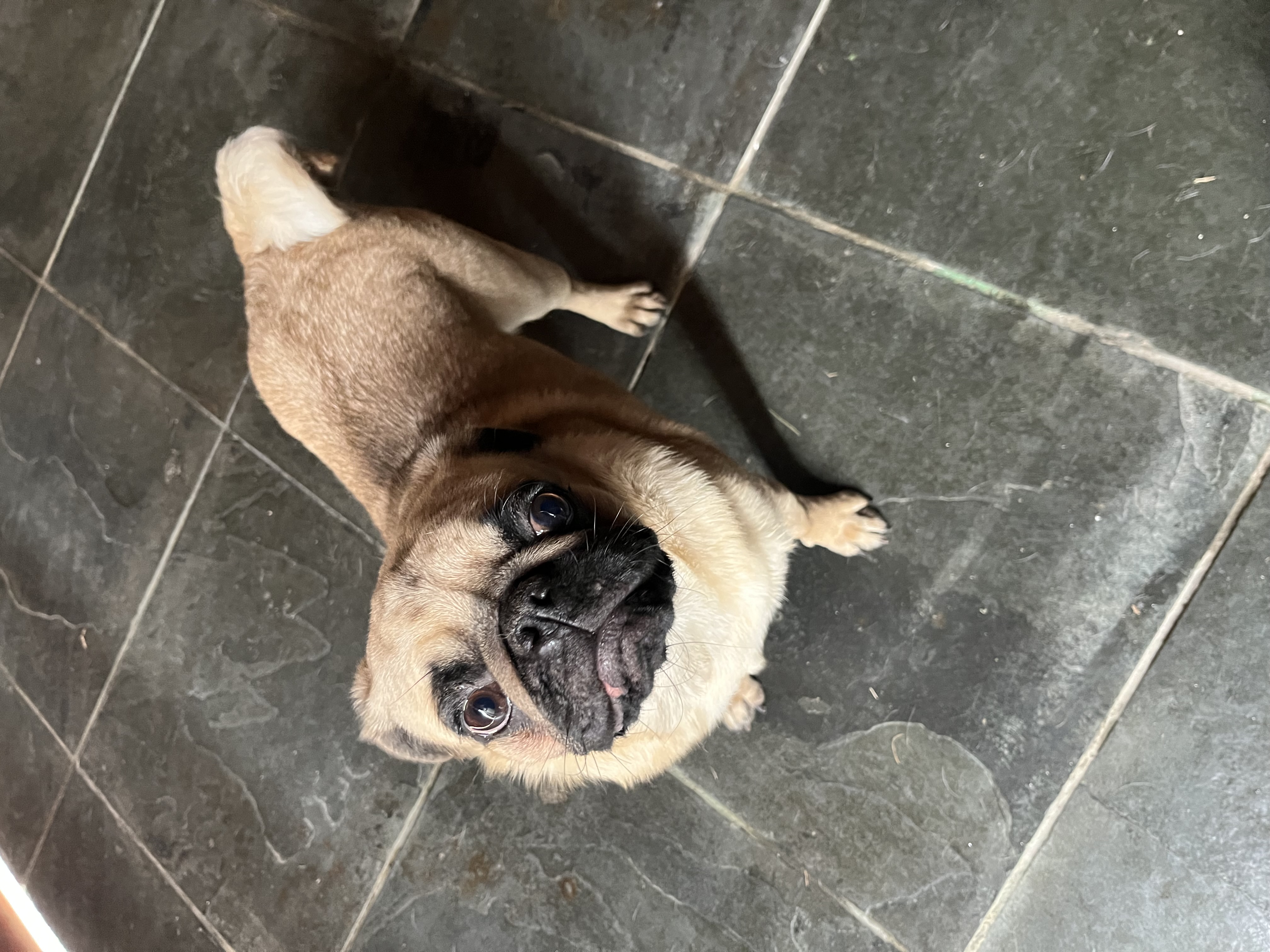 Pug - Foto 1