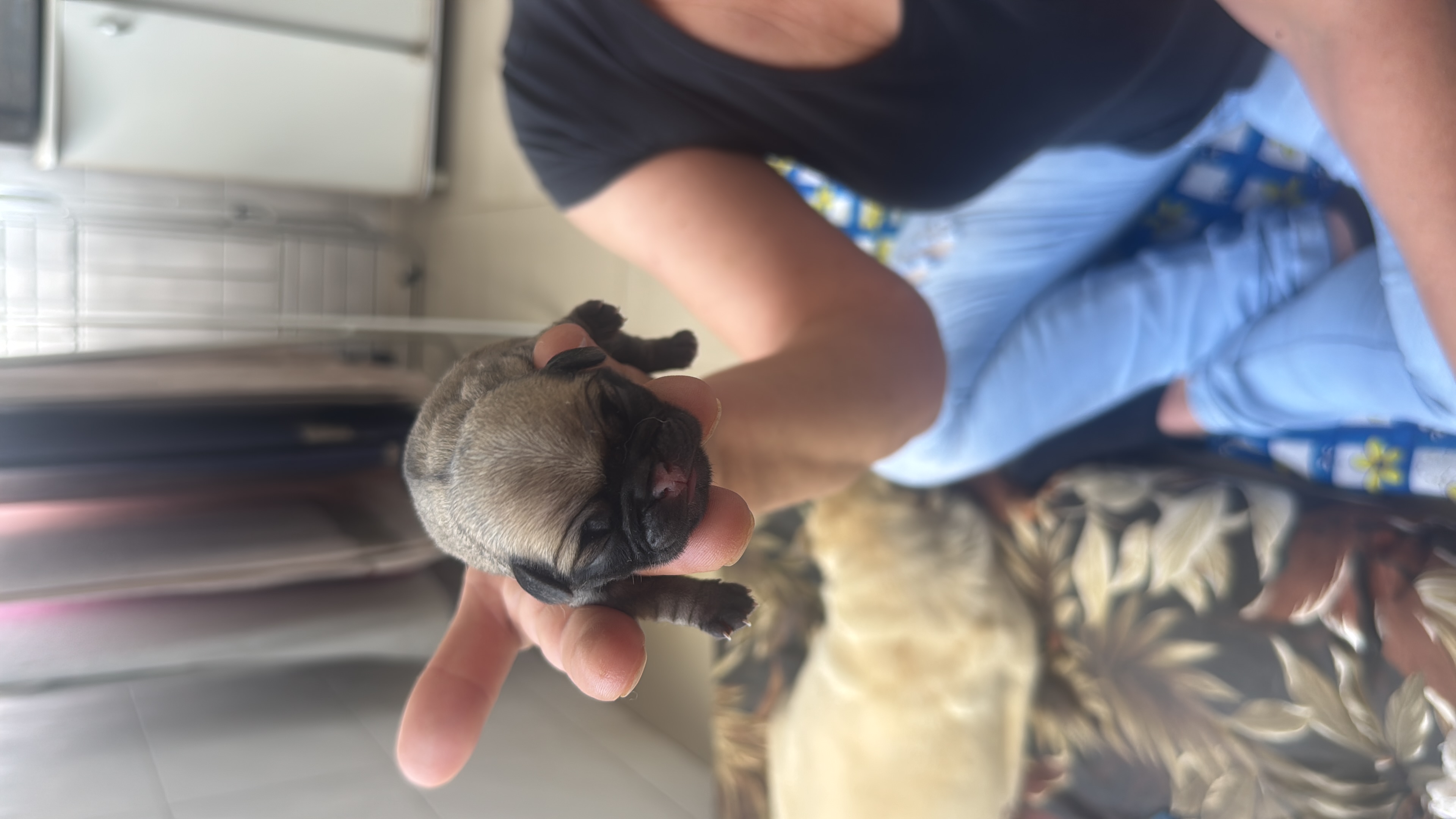 Pug - Foto 1