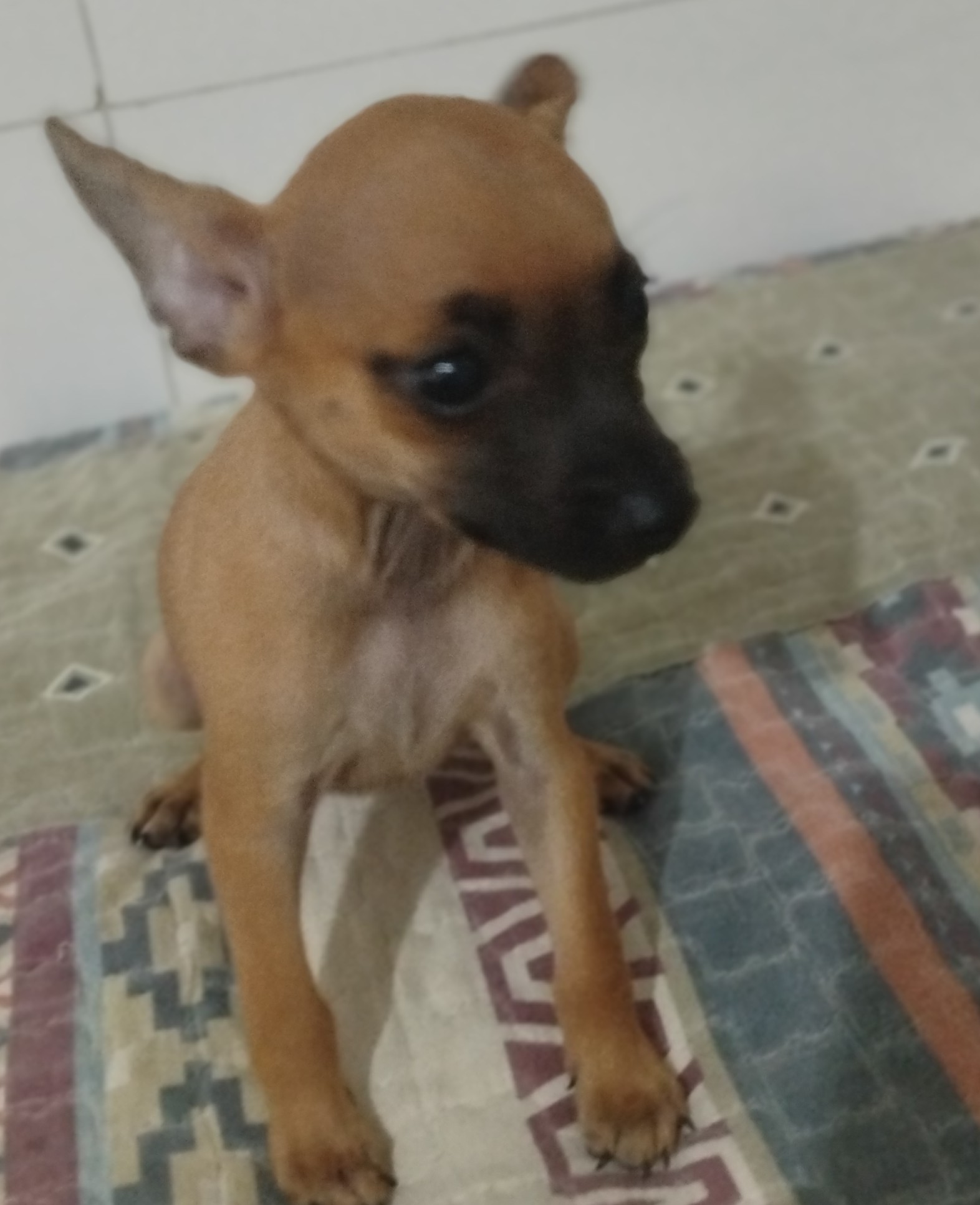 Pinscher número 1 - Foto 3