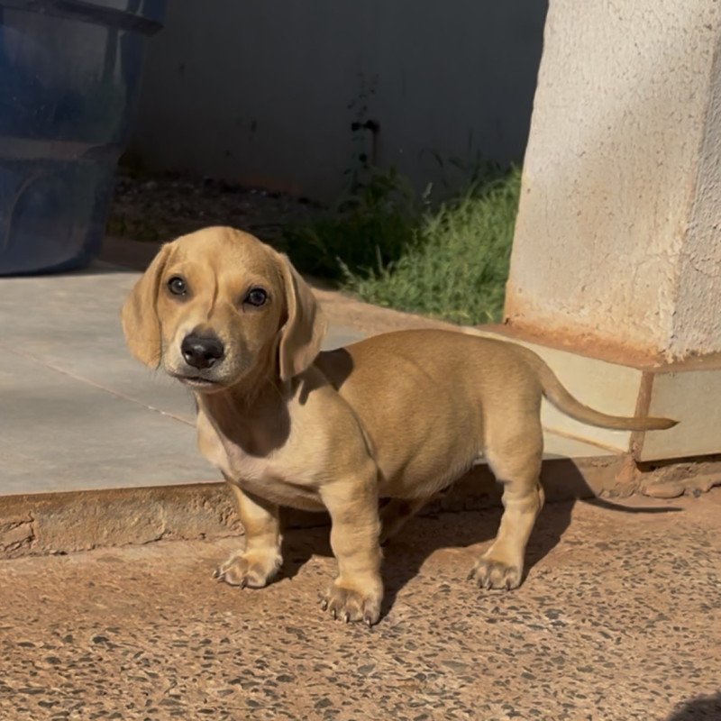 Machinho disponível da cor creme - Foto 2