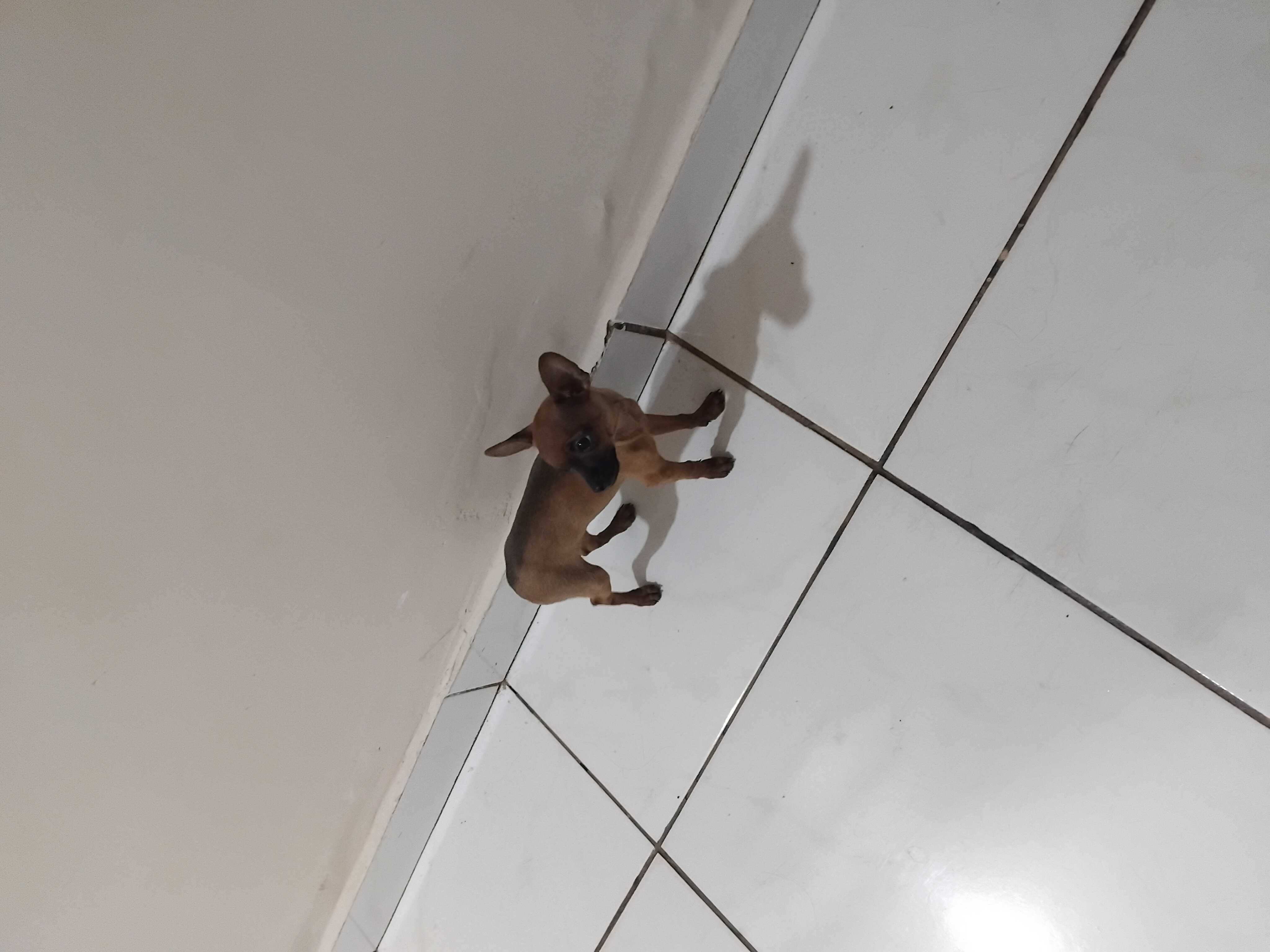 Cachorro pinsher  - Foto 1