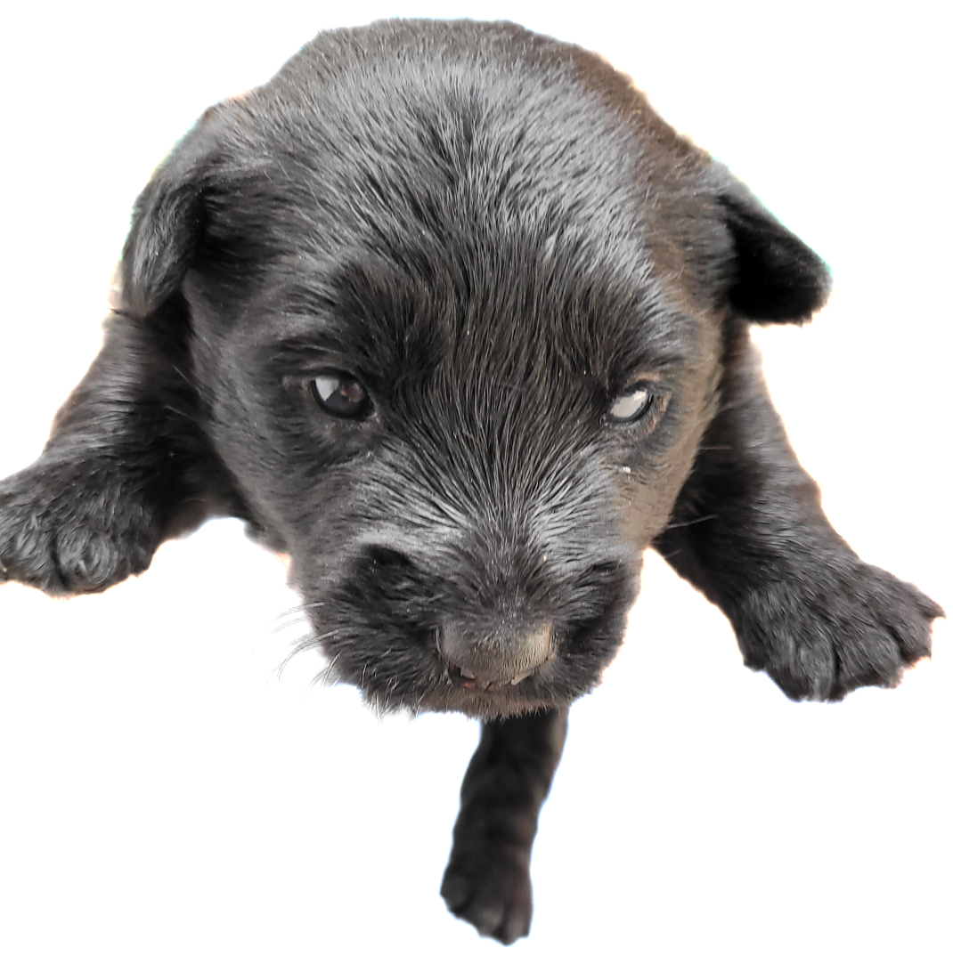 Scottish Terrier - Pedigree - Foto 5