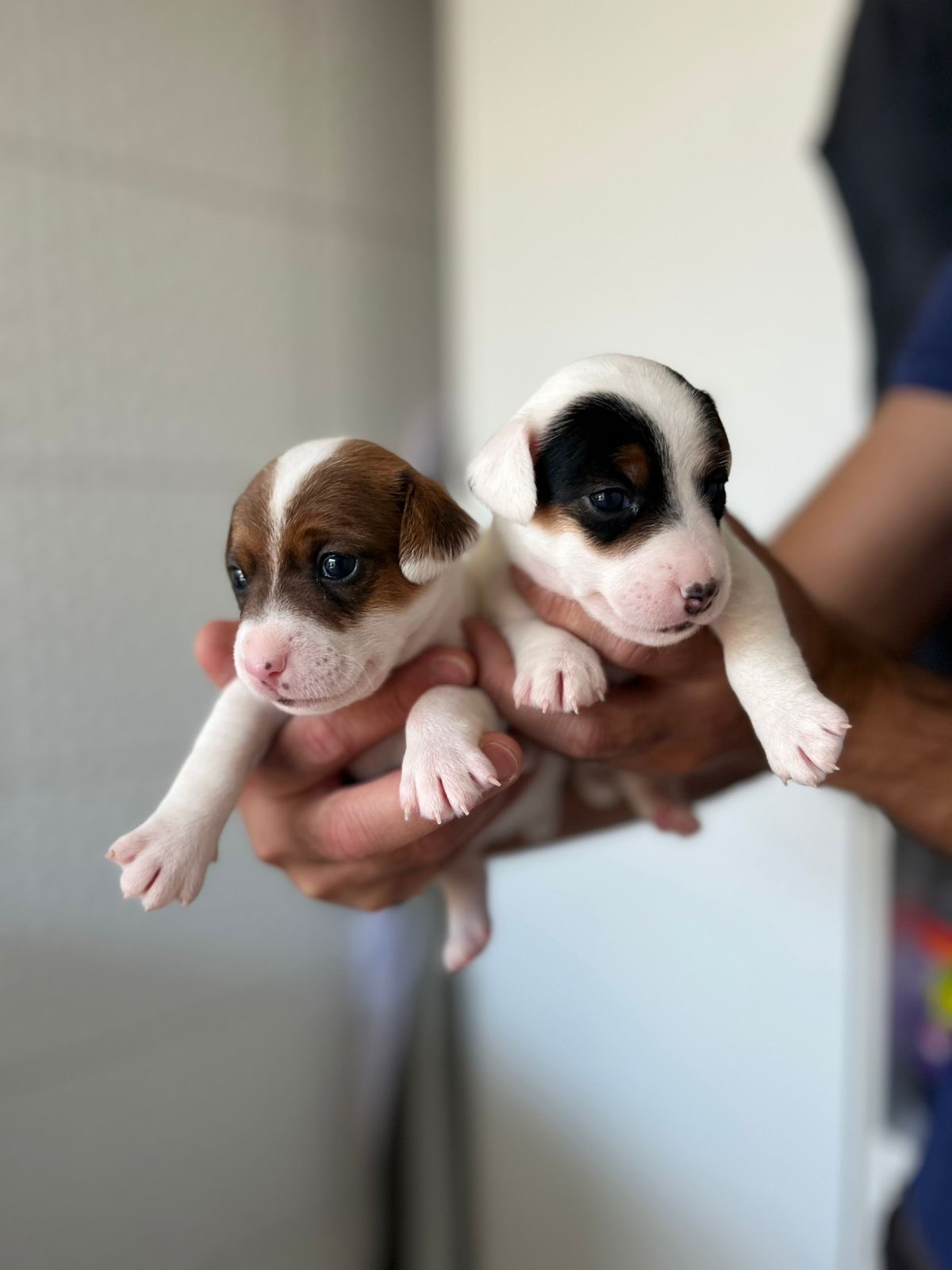 JACK RUSSELL TERRIER - Foto 2