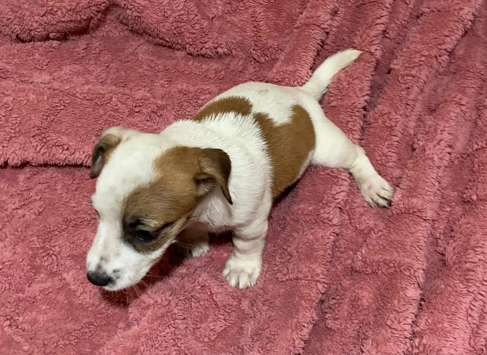 Jack Russel Terrier - Foto 1