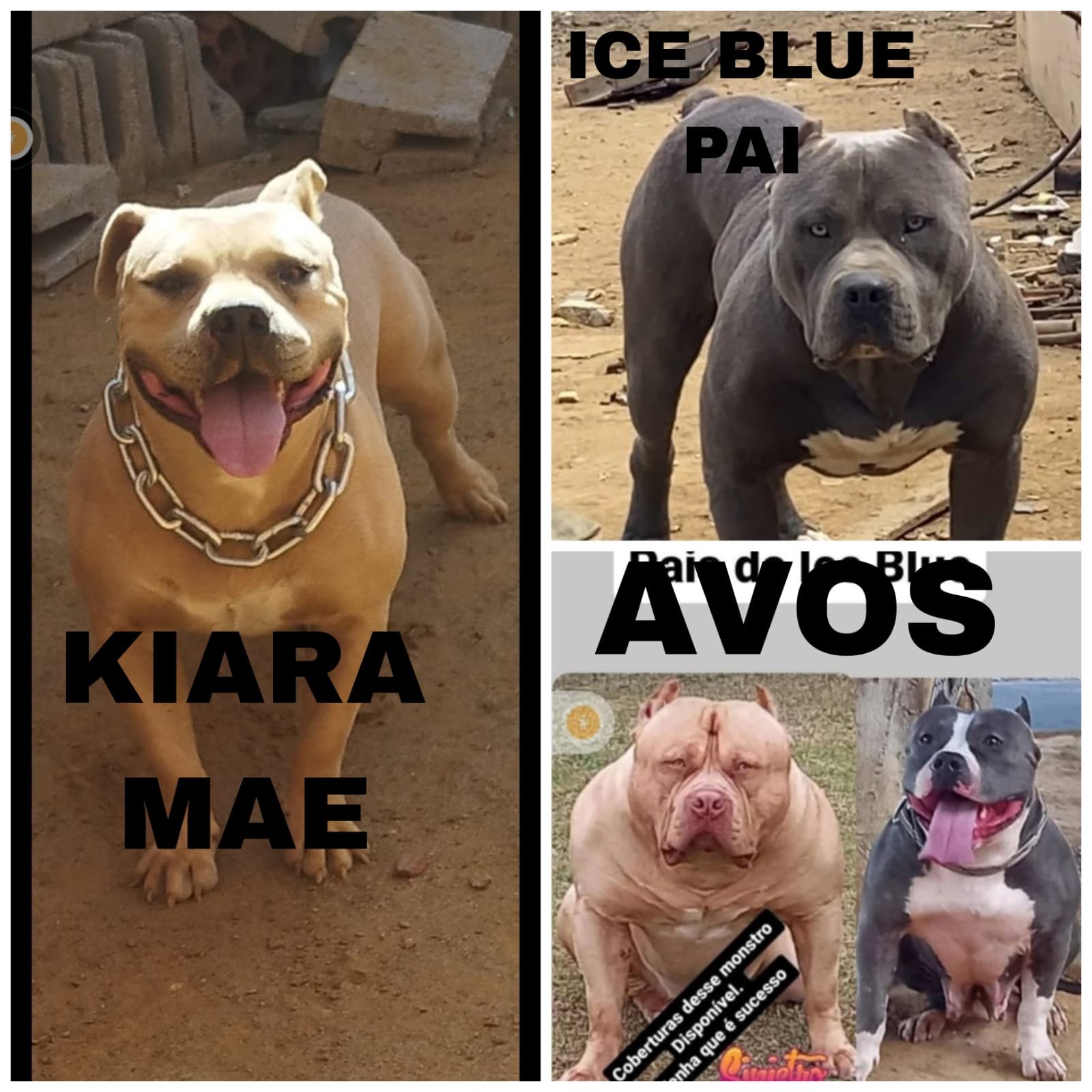 FILHOTES DE PIT  - Foto 1