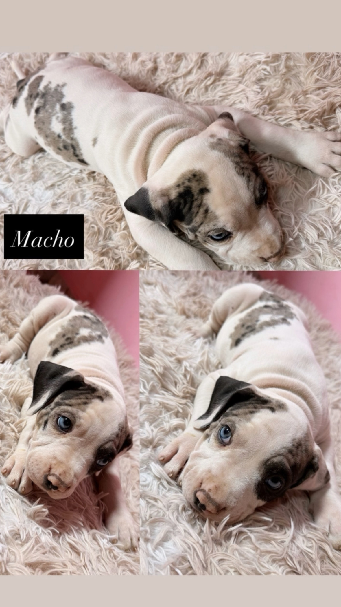 American Bully - Foto 2