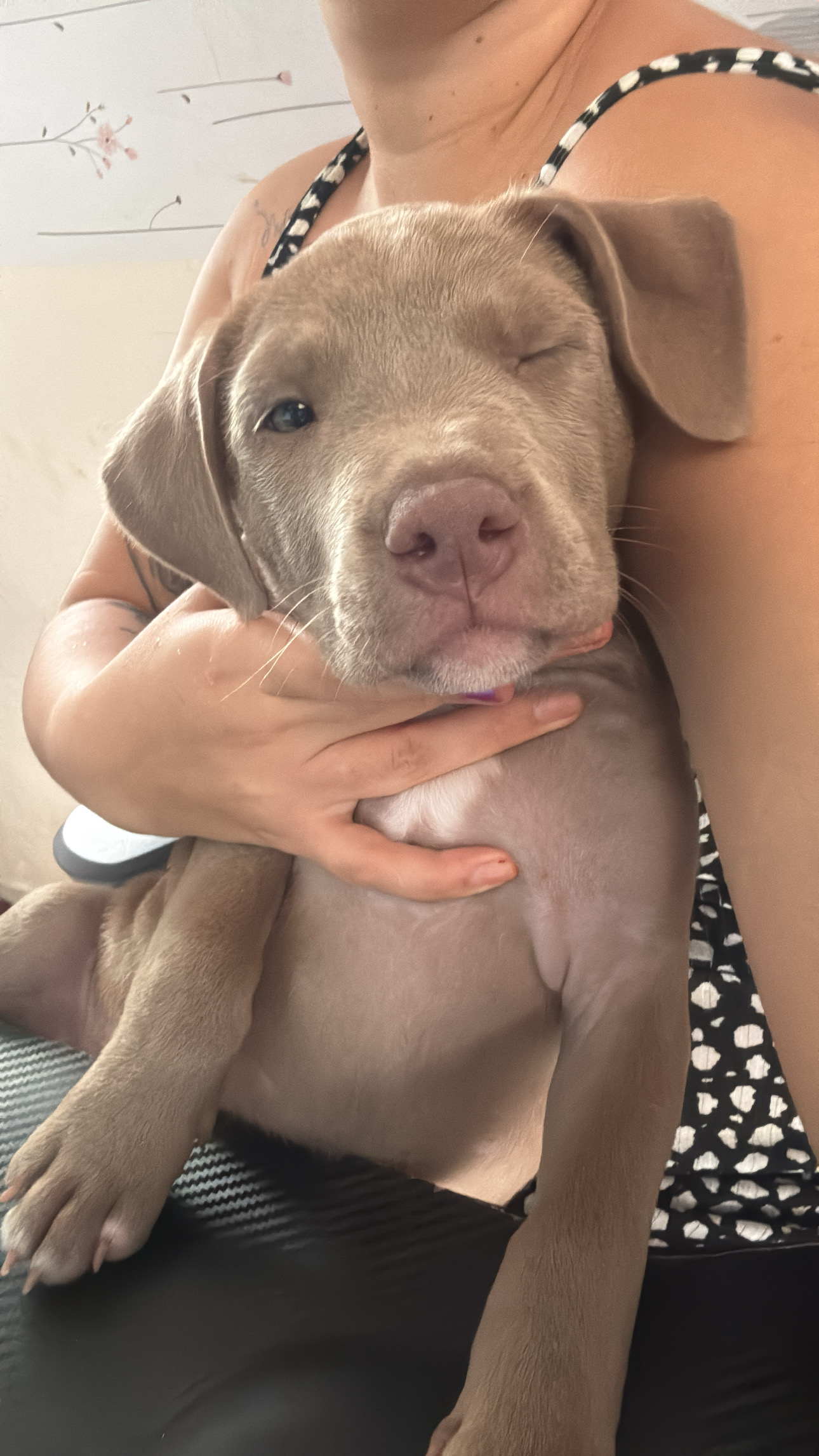 Filhote fêmea de Pitbull com pitmoster olhos e pele claras e com duas vacinas e já vermifugado - Foto 2