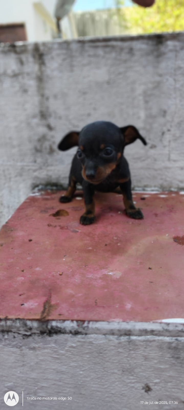 Filhote de Pinscher 1 - Foto 3