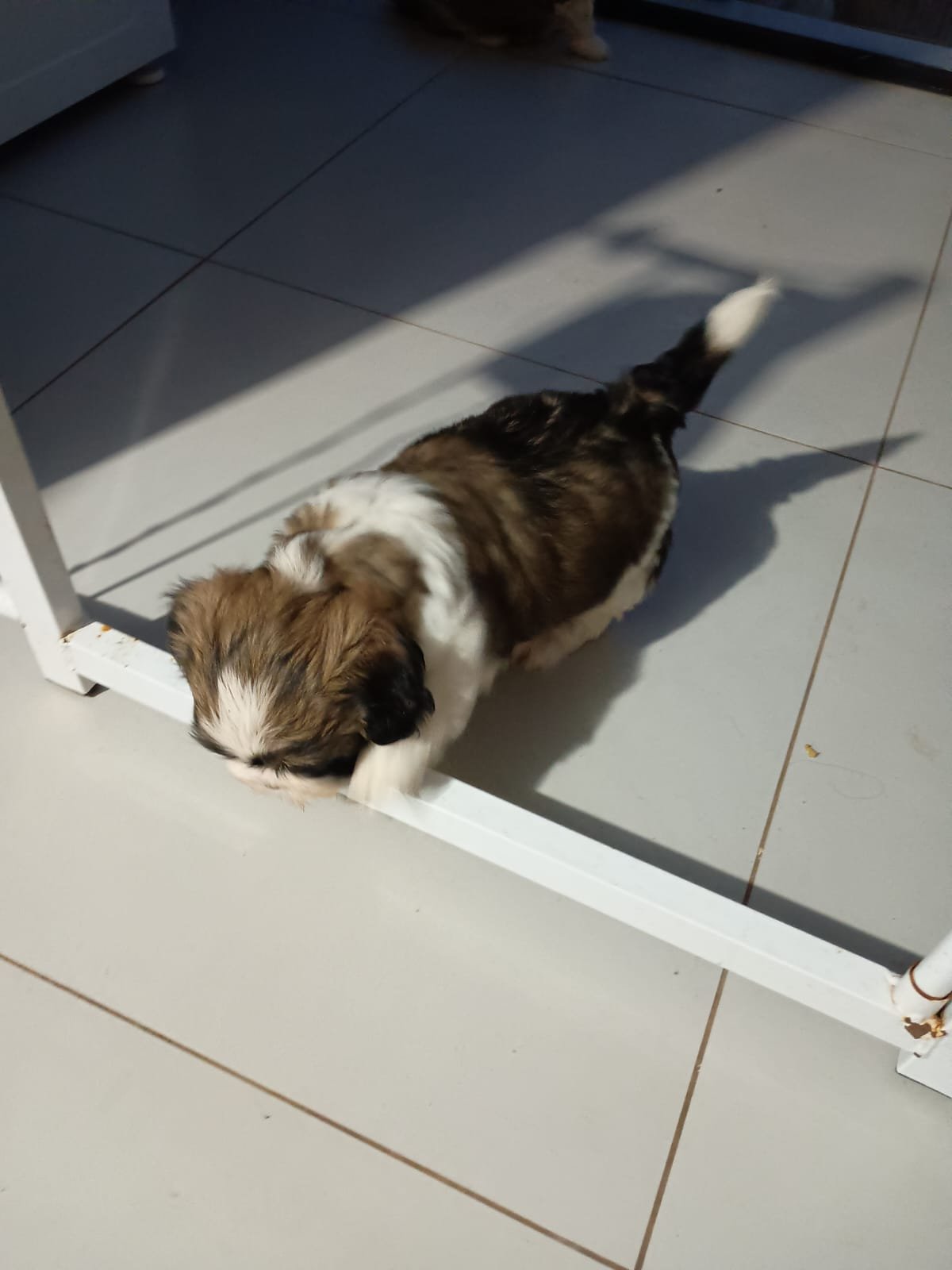 Cachorro chitzu - Foto 1