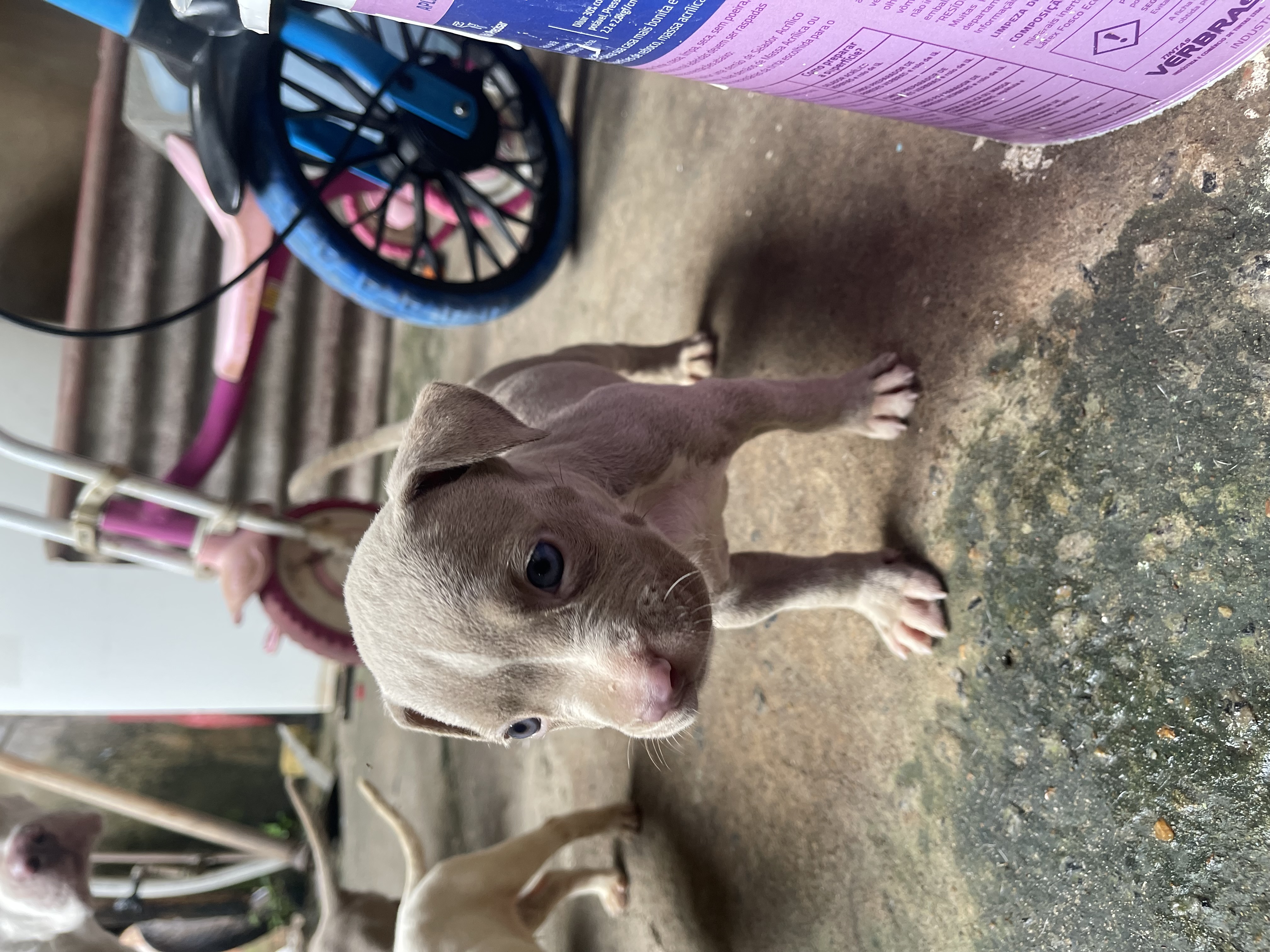 Pitbull  - Foto 1
