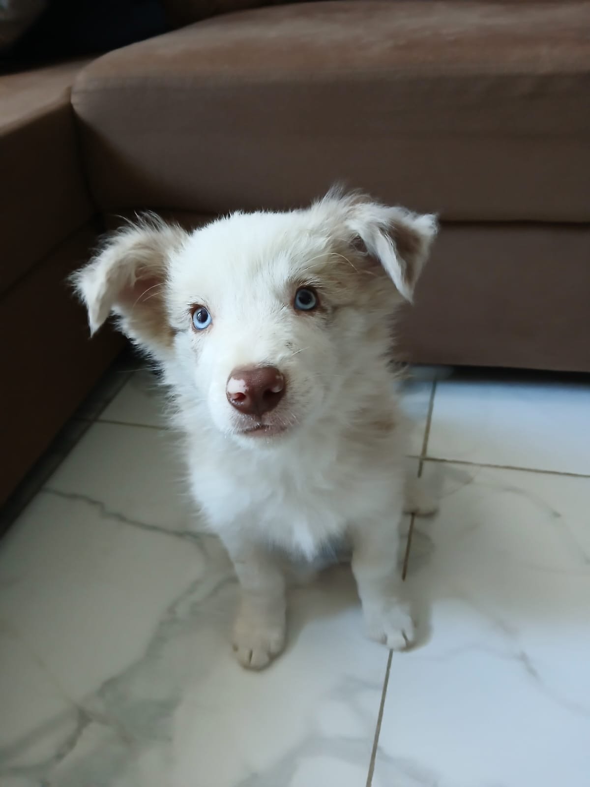 Border collie  - Foto 1