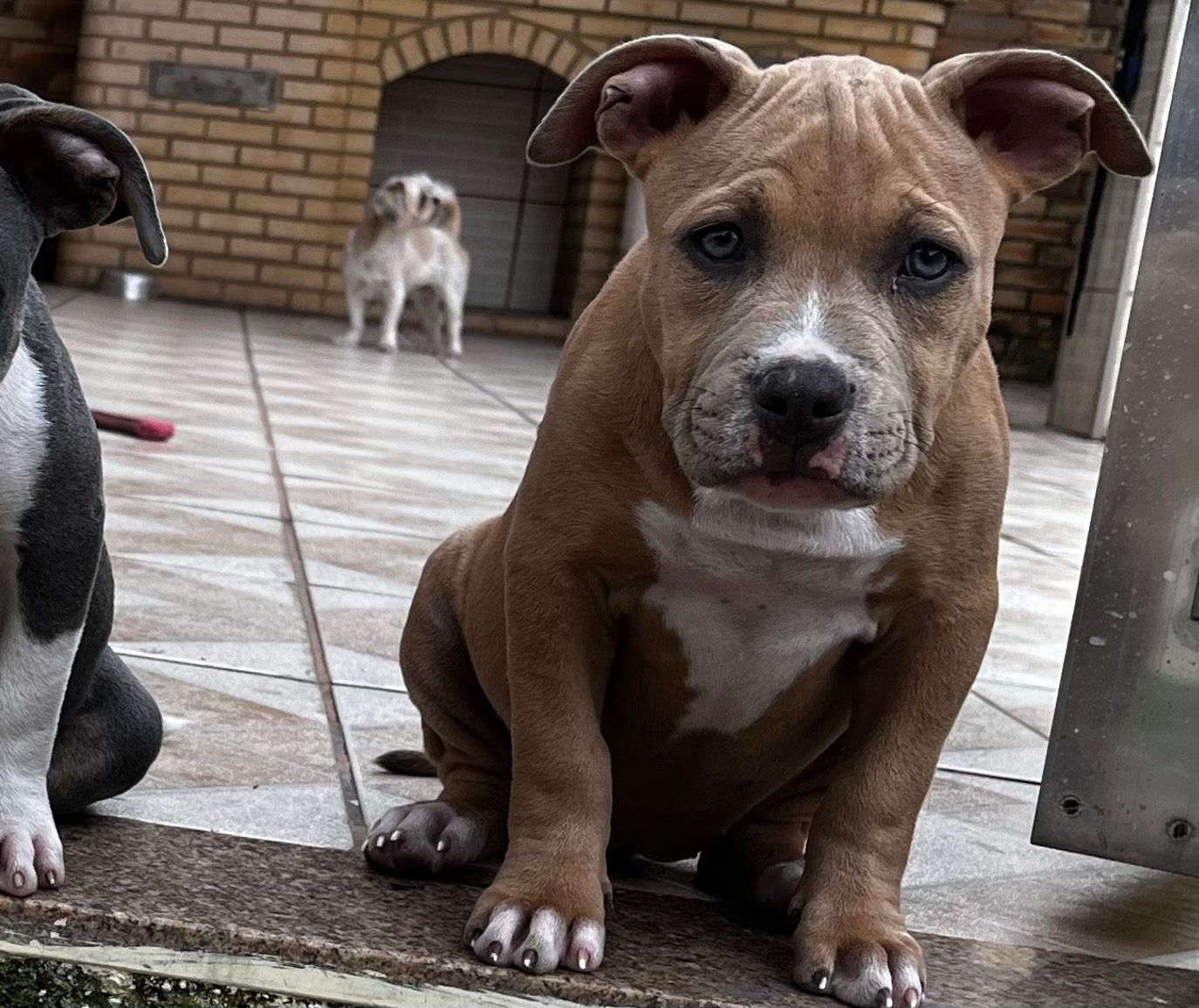filhote american bully pocket  - Foto 1