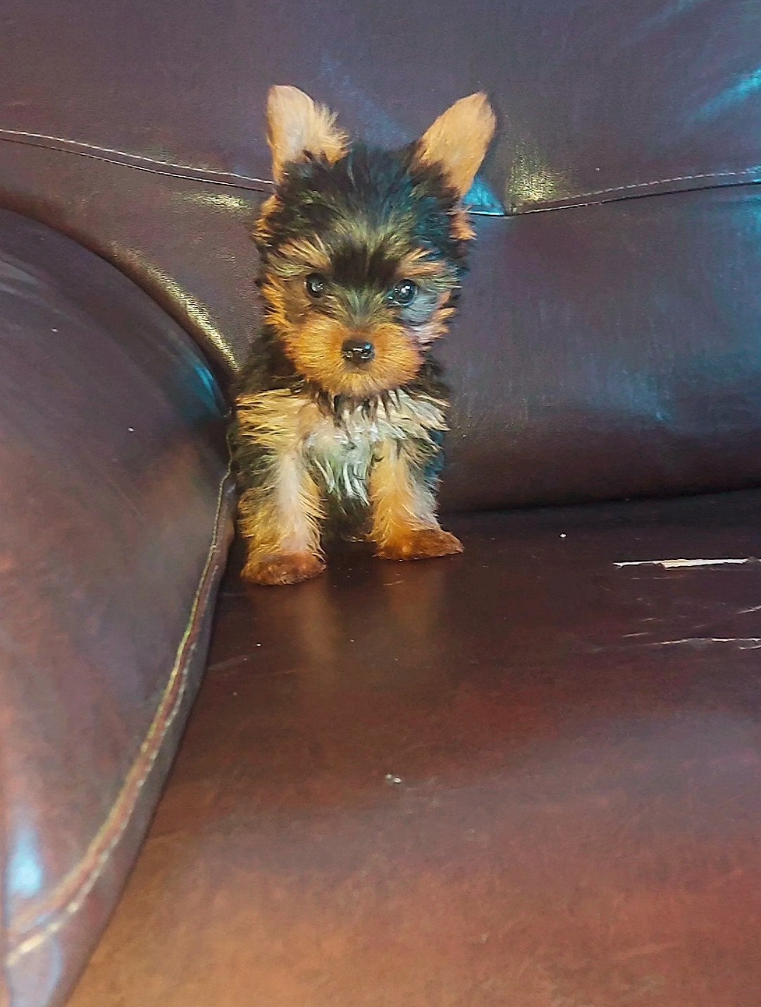 Yorkshire Terrier - Foto 1