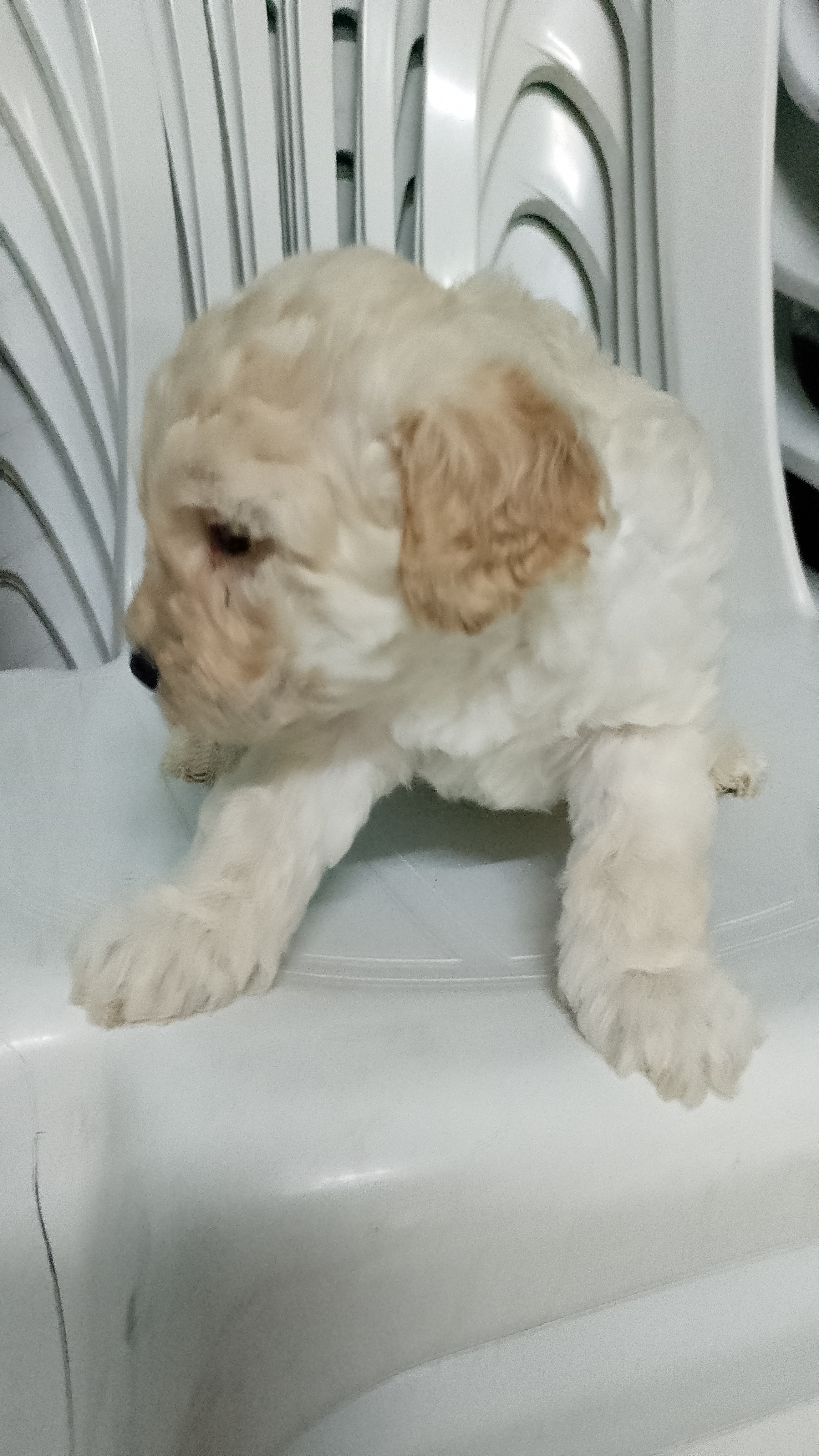 Poodle - Foto 2