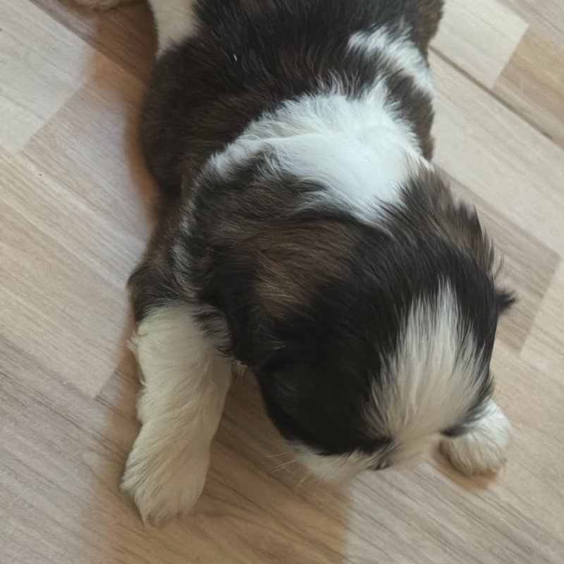 vendo lindos filhotes de shtih tzu macho - Foto 3