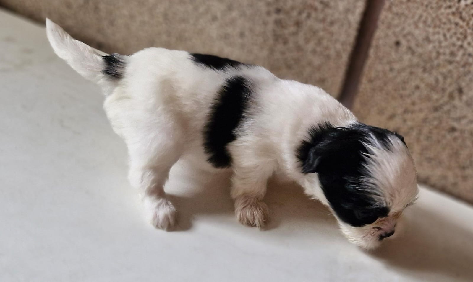 filhote de shih tzu (fêmea)  - Foto 1