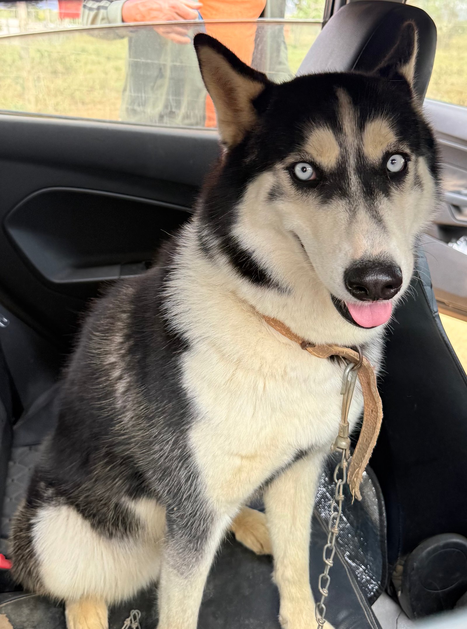 Linda Husky Dócil - Foto 1
