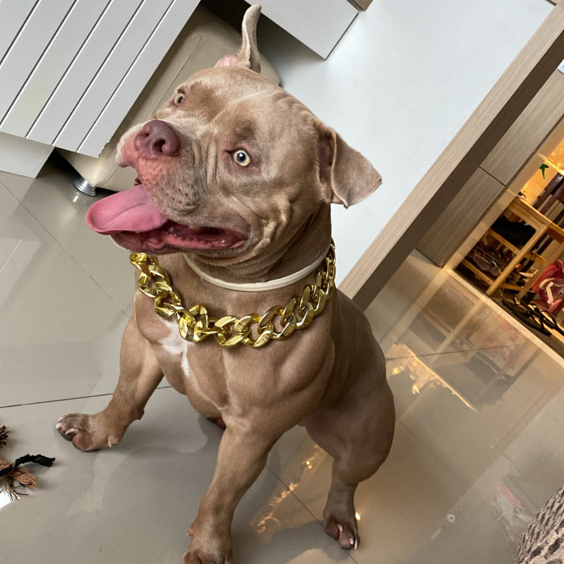 AMERICAN BULLY VACINADOS E VERMIFUGADOS COM PEDIGREE EXCELENTE GENÉTICA - Foto 4