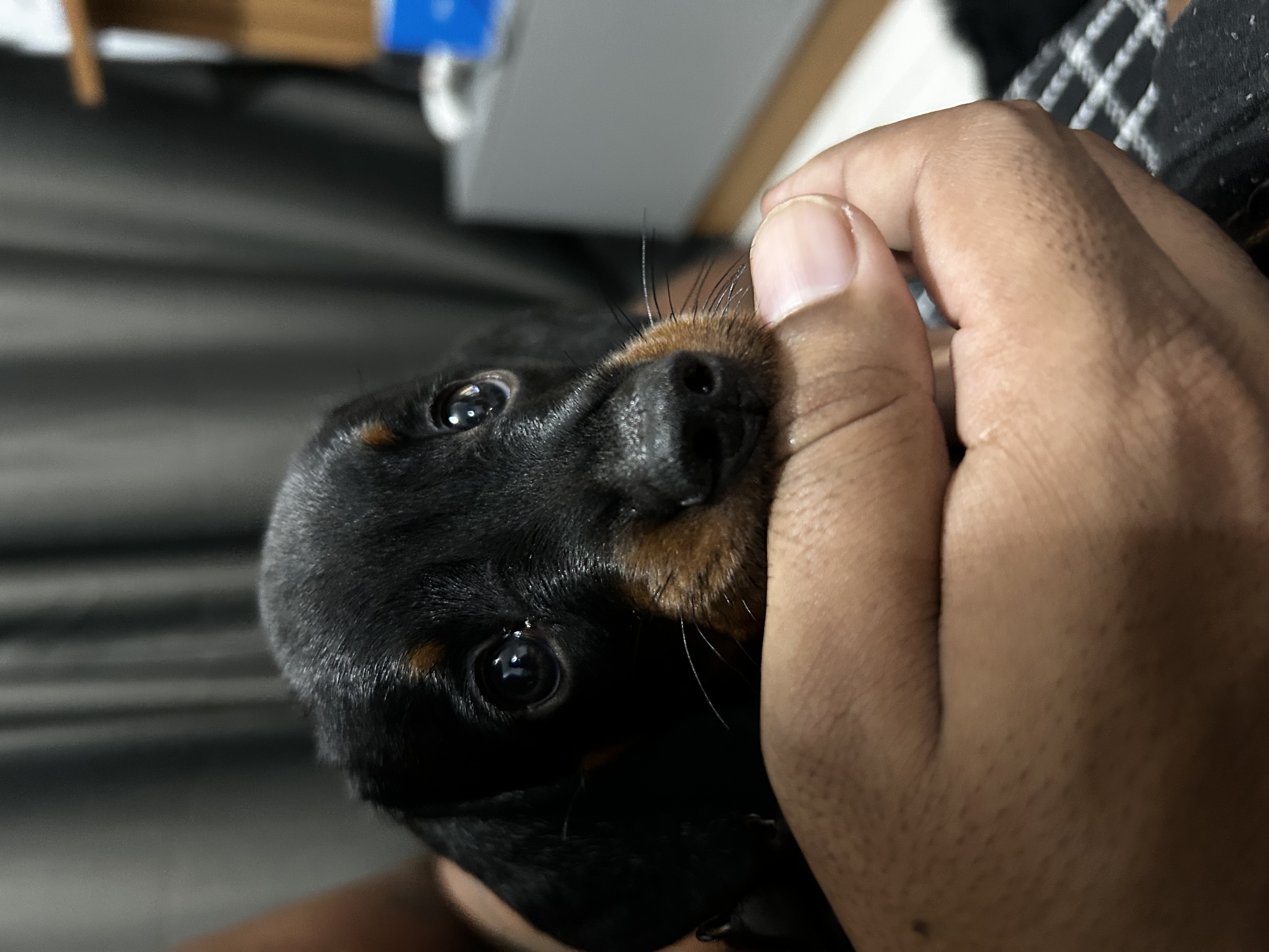Vendo filhote de Dashshund - Foto 3